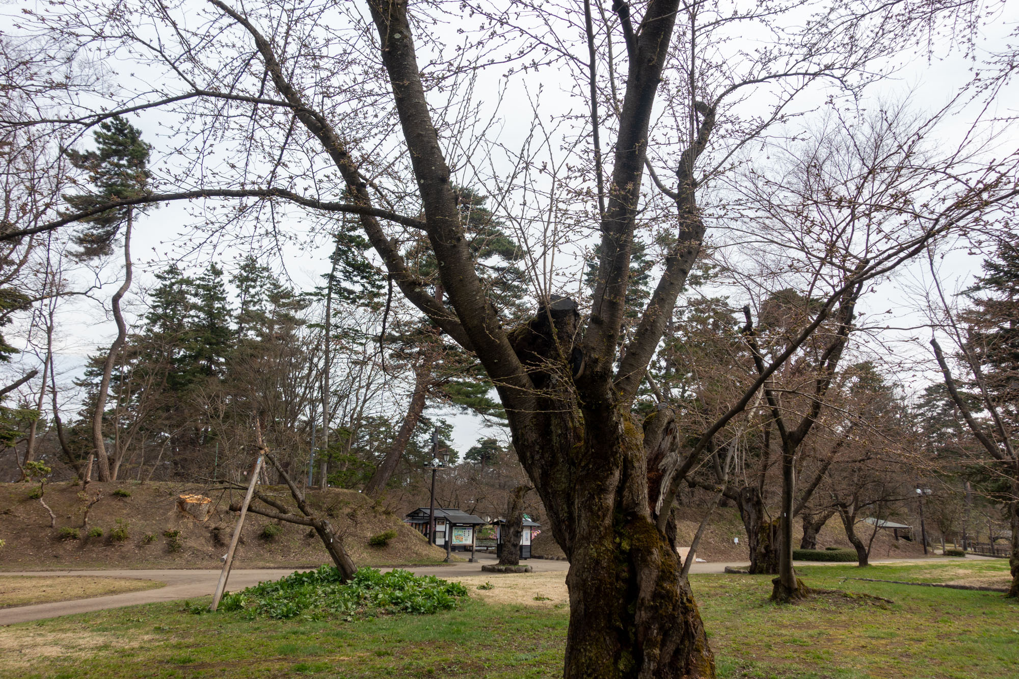 2026年4月9日、弘前公園北の郭・園内標準木のソメイヨシノ