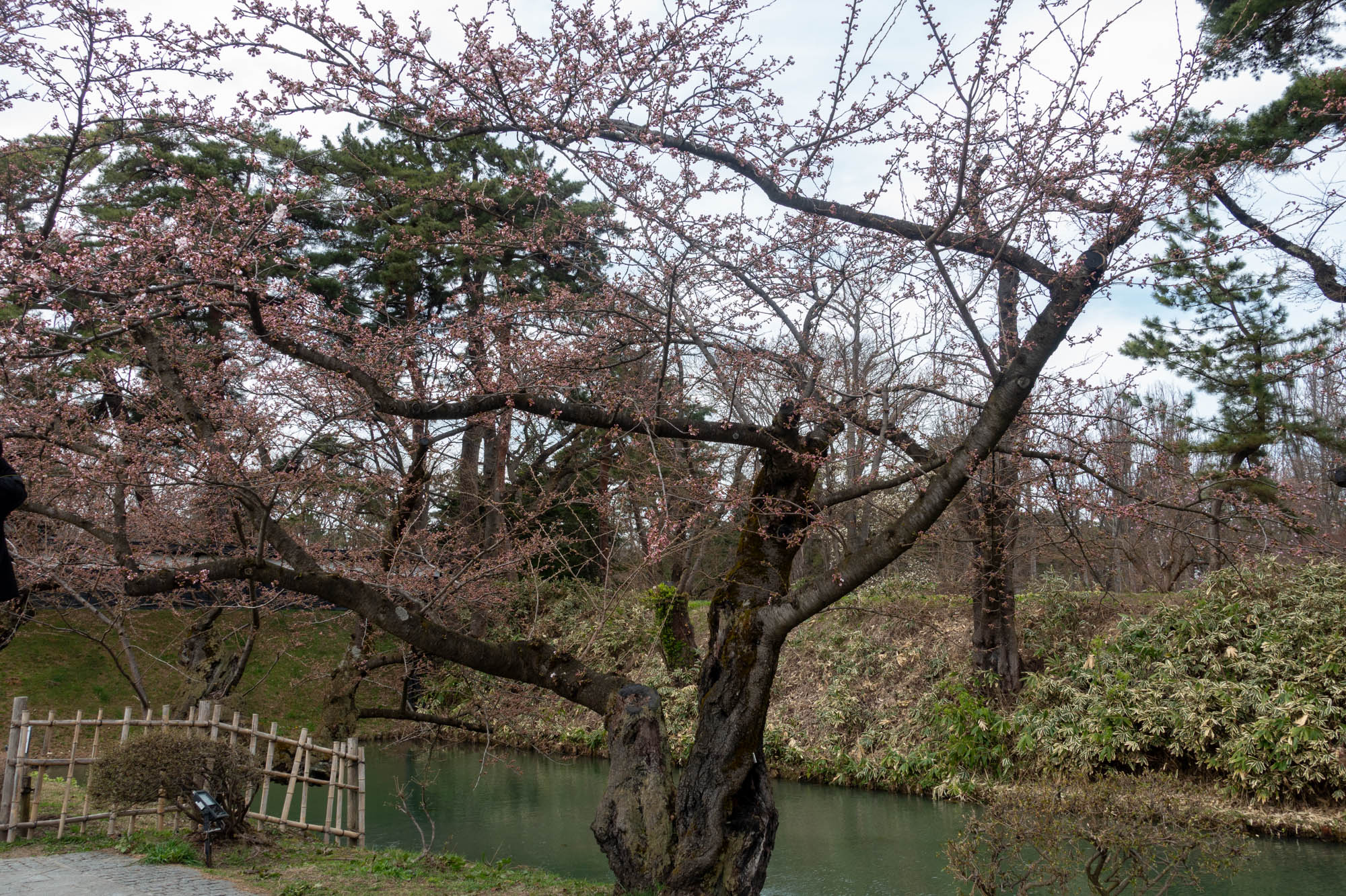 2026年4月9日、弘前公園外濠・南側のソメイヨシノ