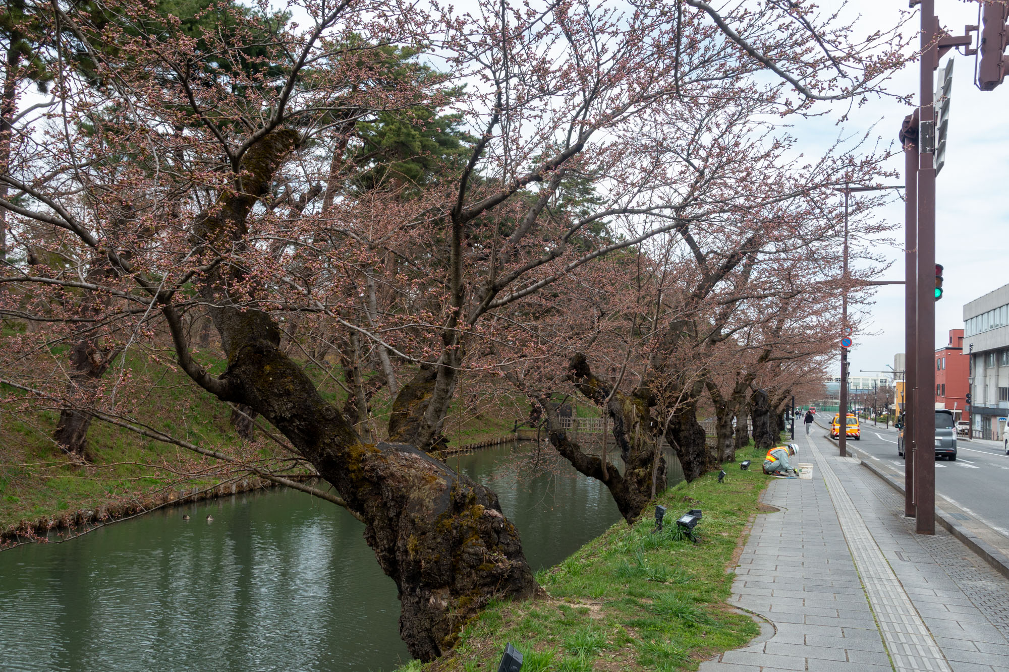 2026年4月9日、弘前公園外濠のソメイヨシノ（南側から）