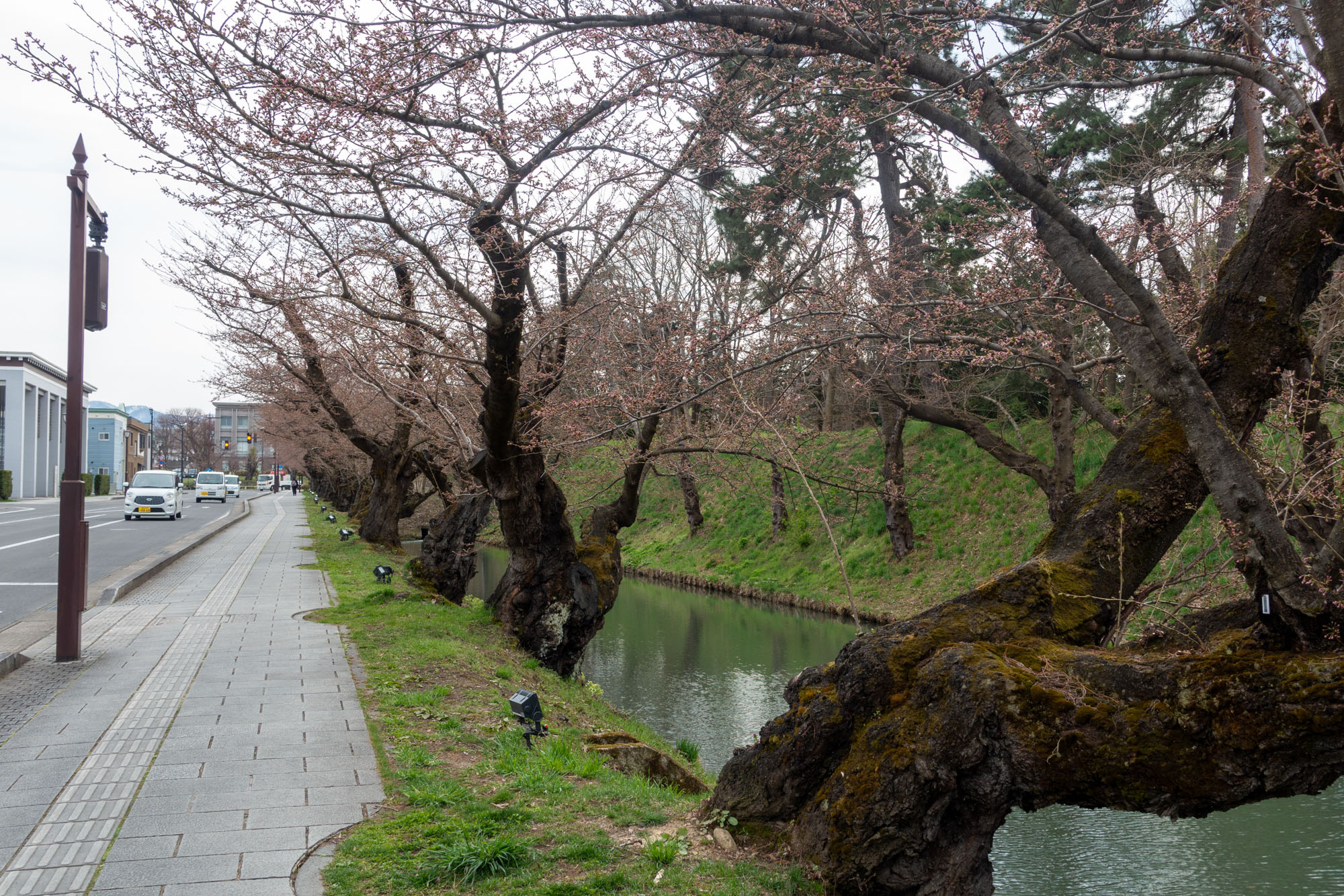 2026年4月9日、弘前公園外濠のソメイヨシノの枝とつぼみ