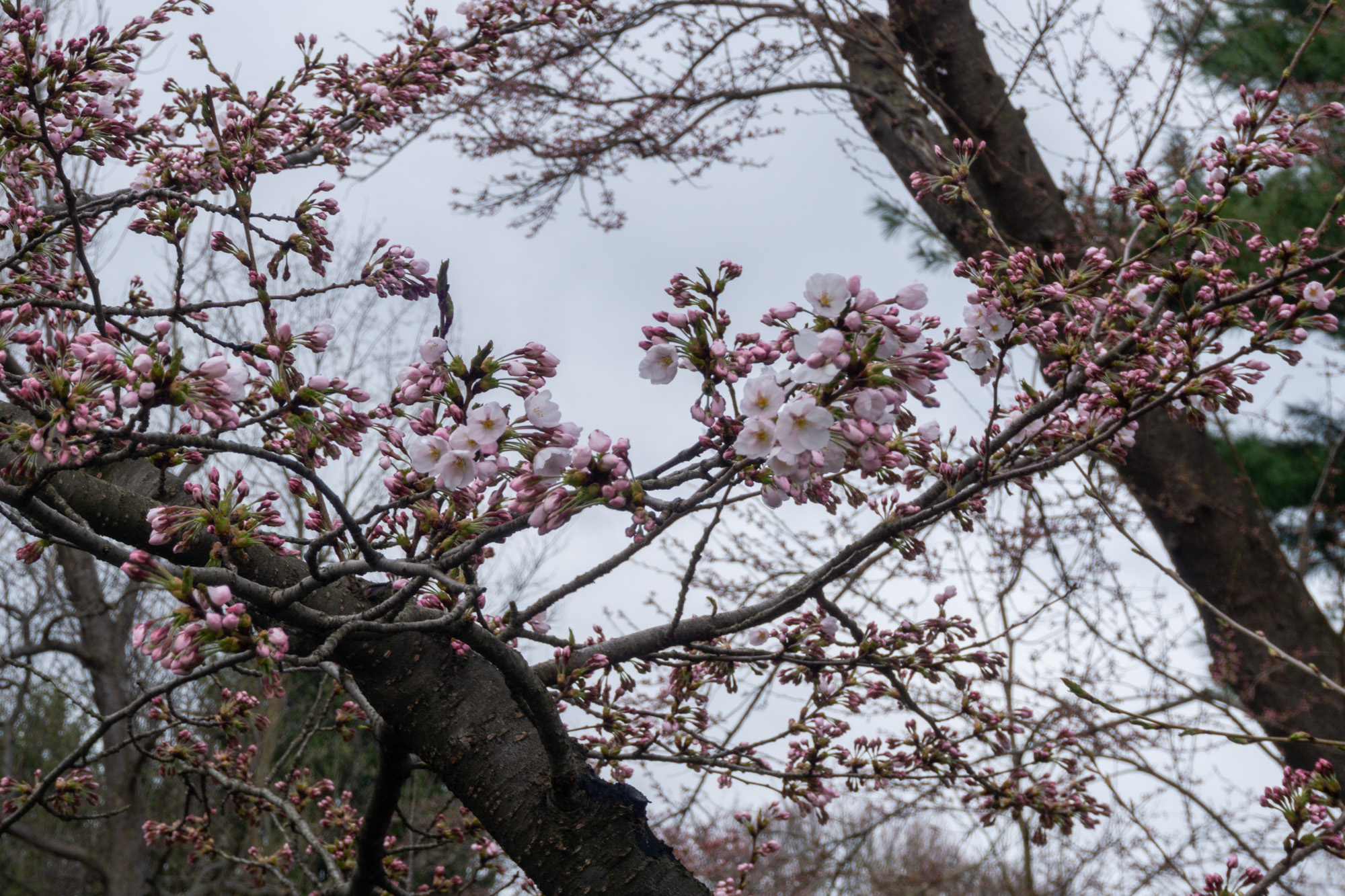 2026年4月11日、弘前公園外濠のソメイヨシノ