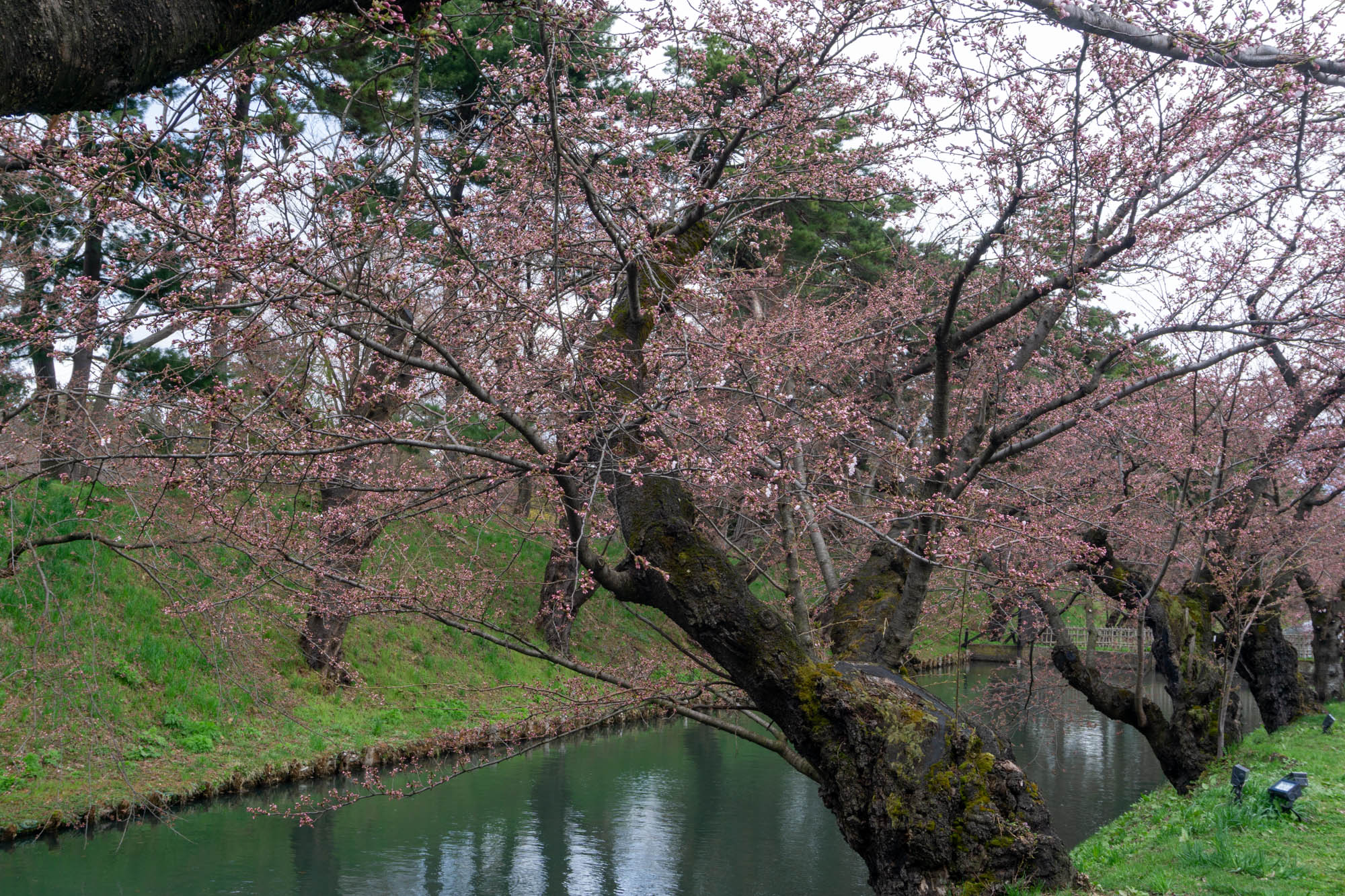 2026年4月11日、弘前公園外濠のソメイヨシノ