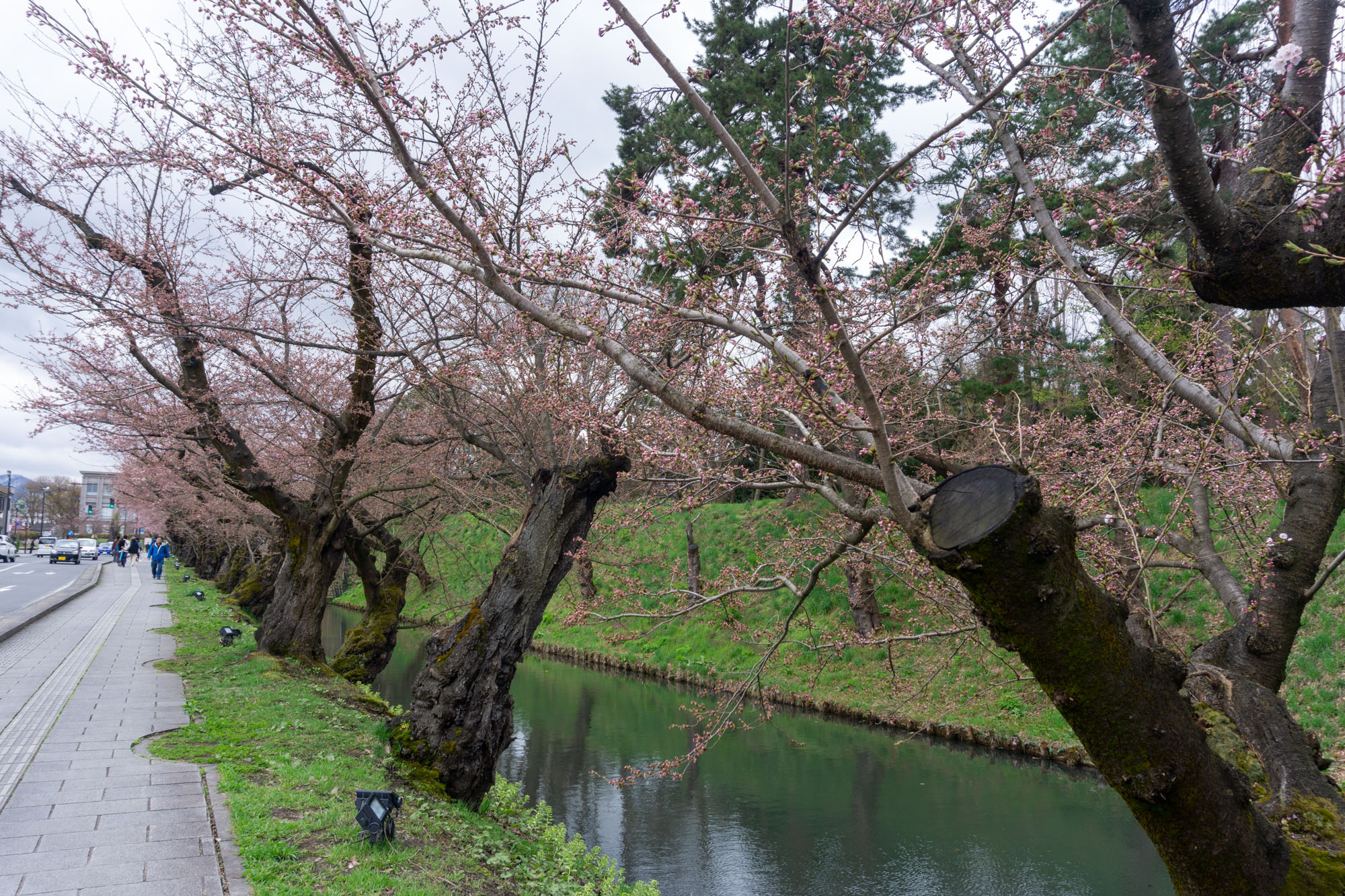 2026年4月11日、弘前公園外濠のソメイヨシノ