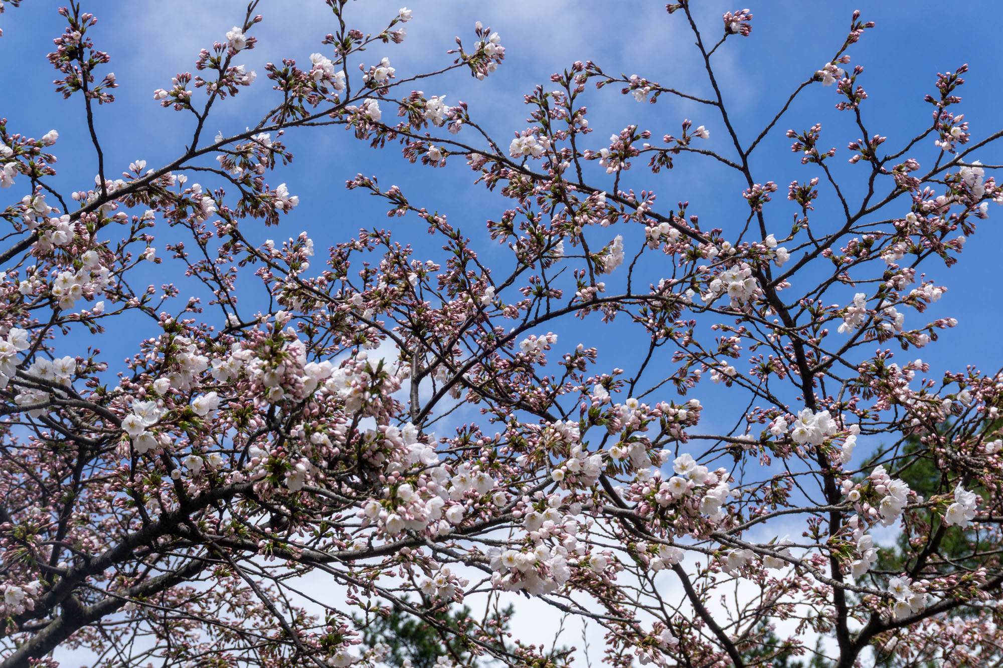 園内のソメイヨシノ