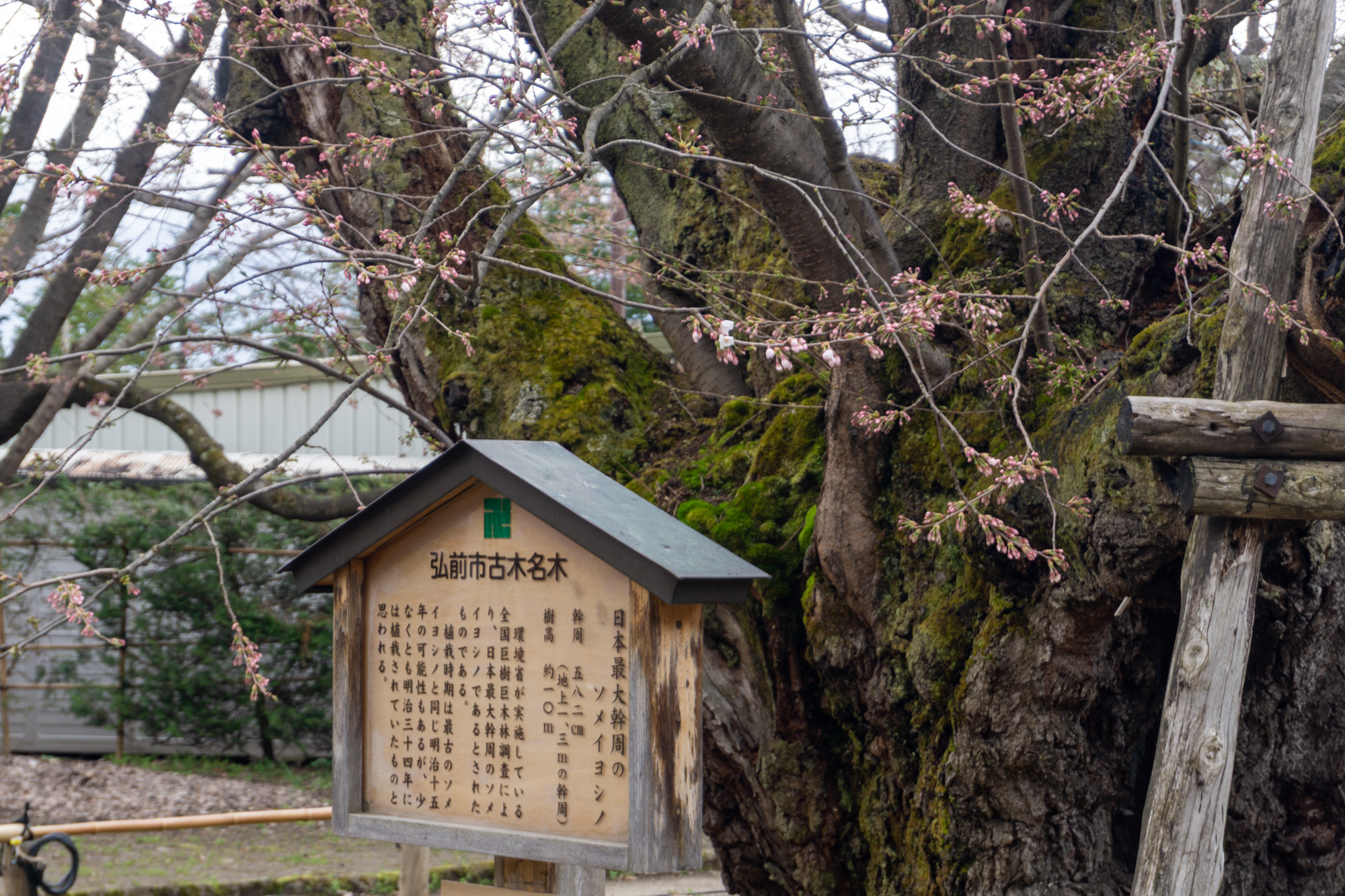 日本一太いソメイヨシノ
