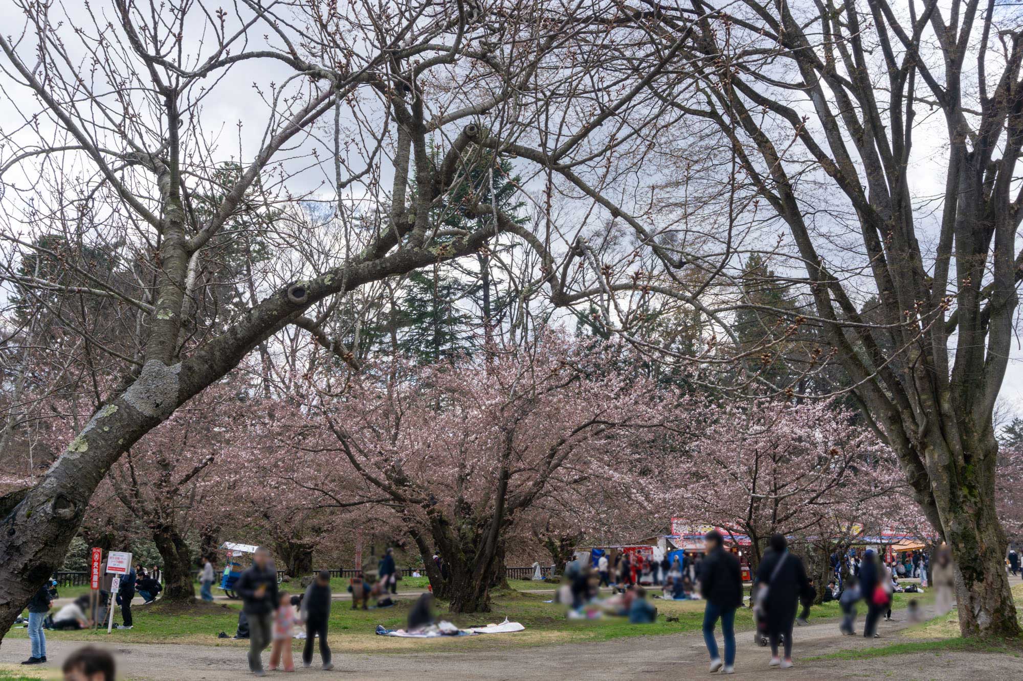 2026年4月12日、弘前公園四の丸