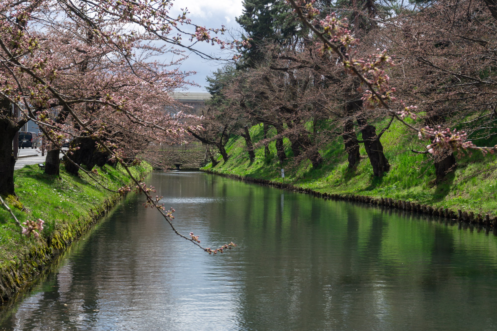 2026年4月12日、弘前公園外濠のソメイヨシノ