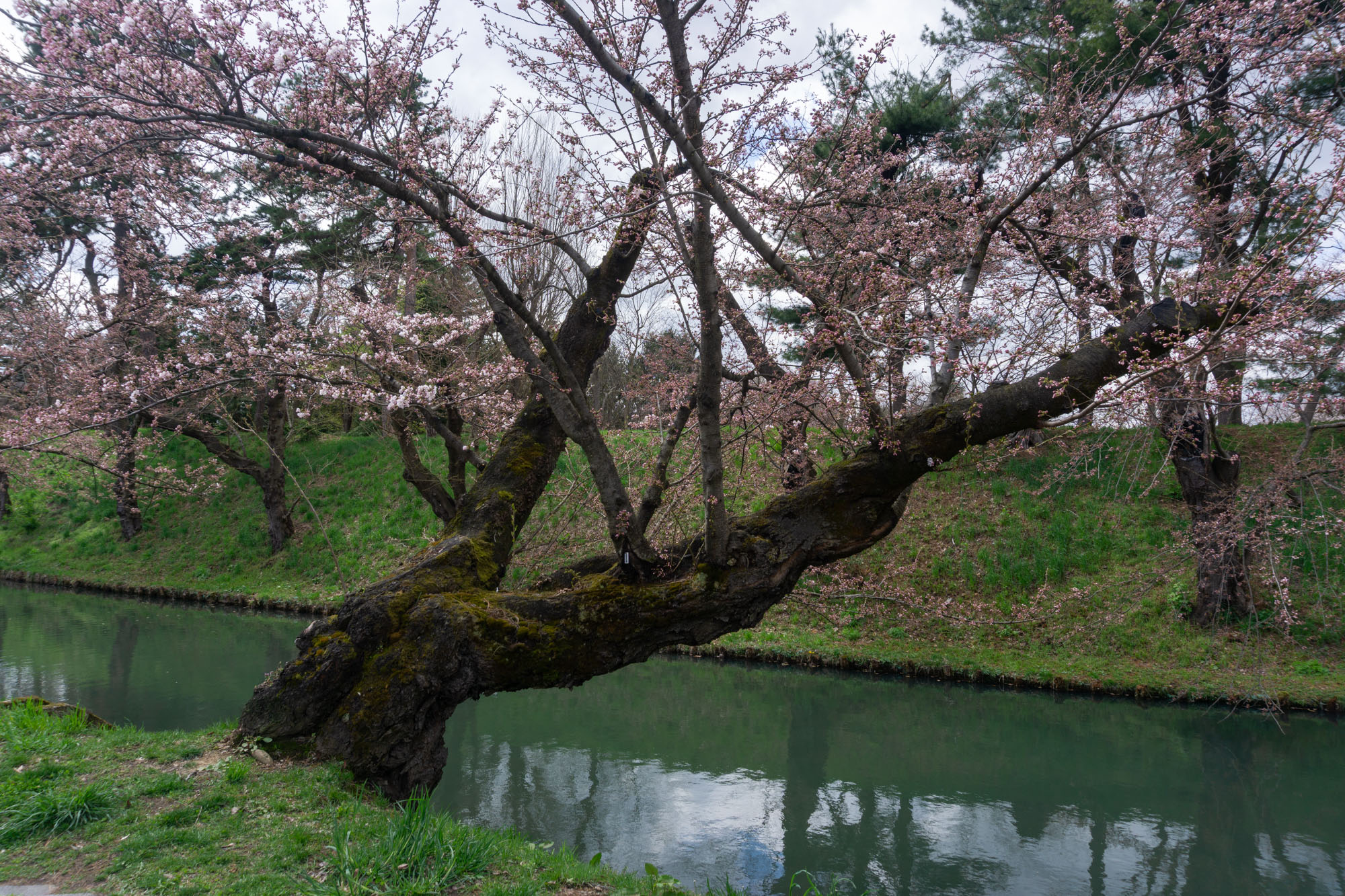 弘前公園 桜定点観測 2026】4月12日 -外濠のソメイヨシノの桜の様子