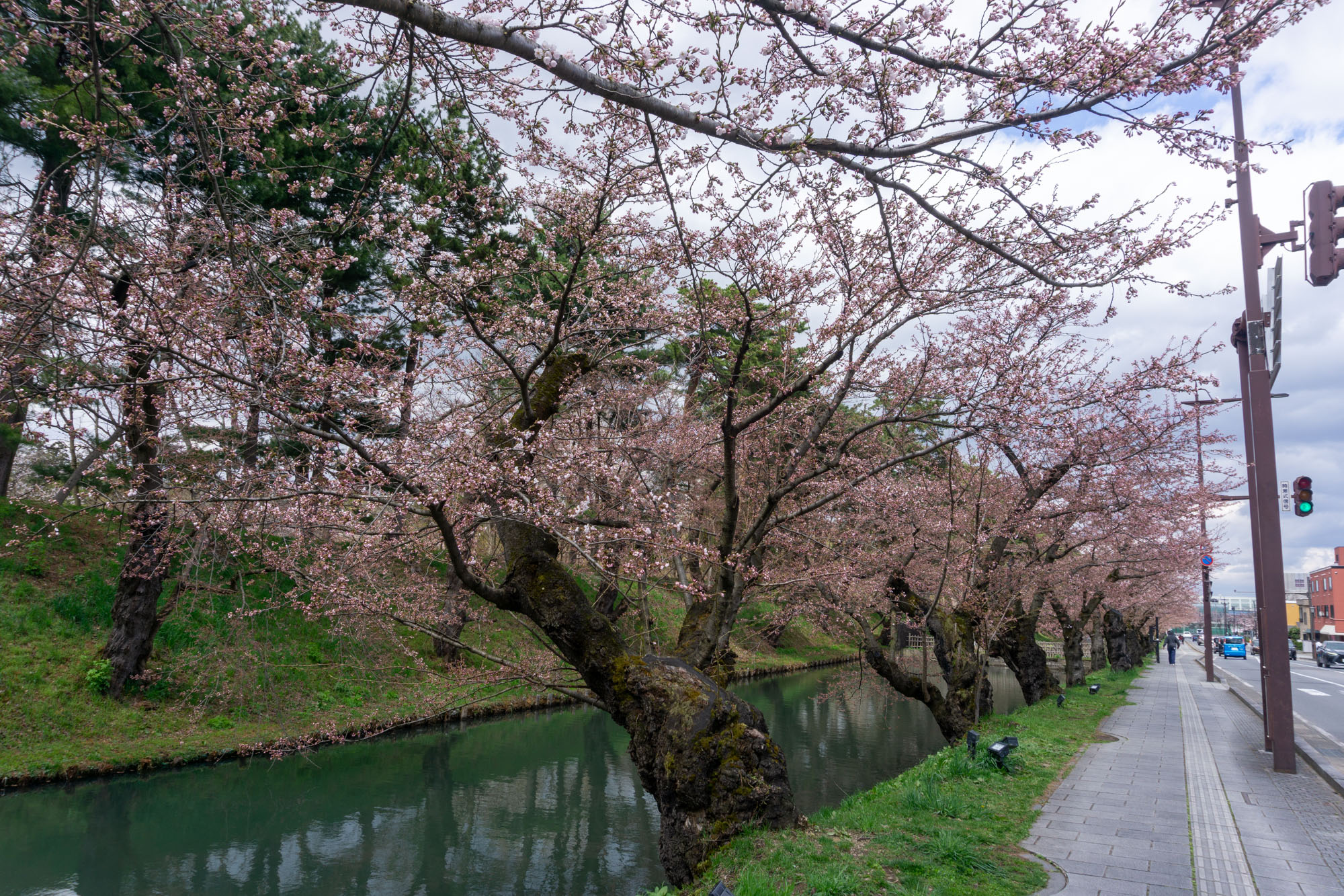 2026年4月12日、弘前公園外濠のソメイヨシノ