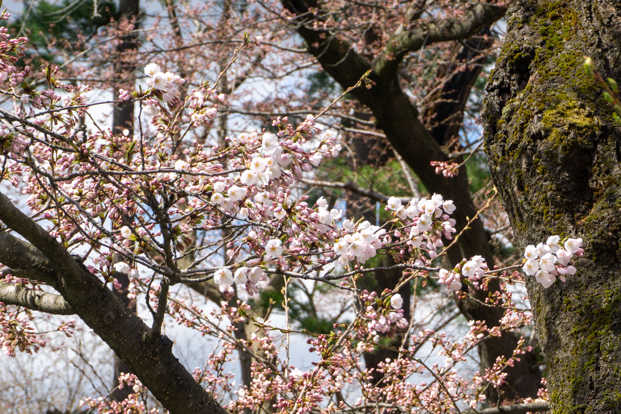 2026年4月12日、弘前公園外濠のソメイヨシノ