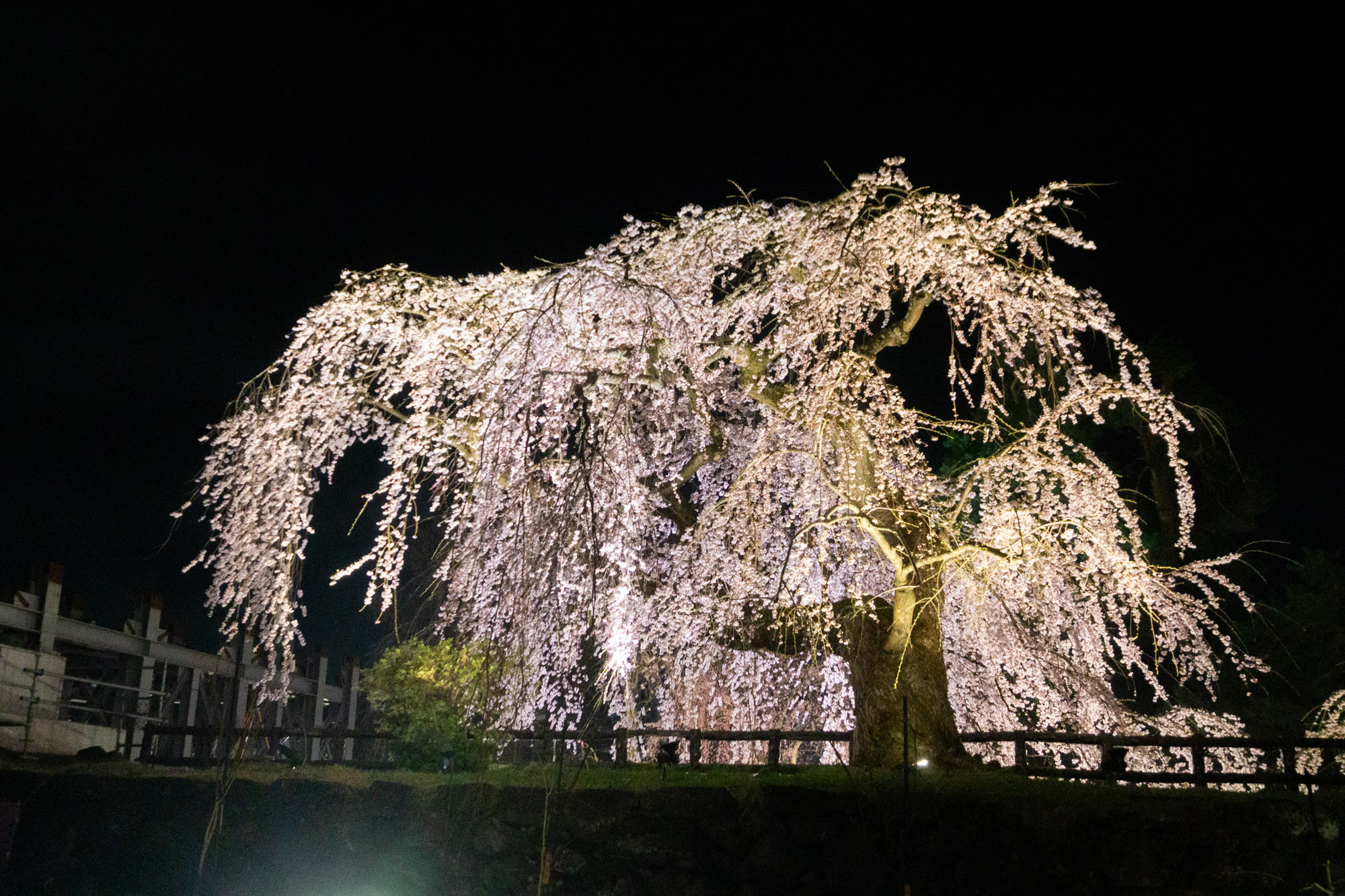 弘前公園本丸、2026年4月15日撮影