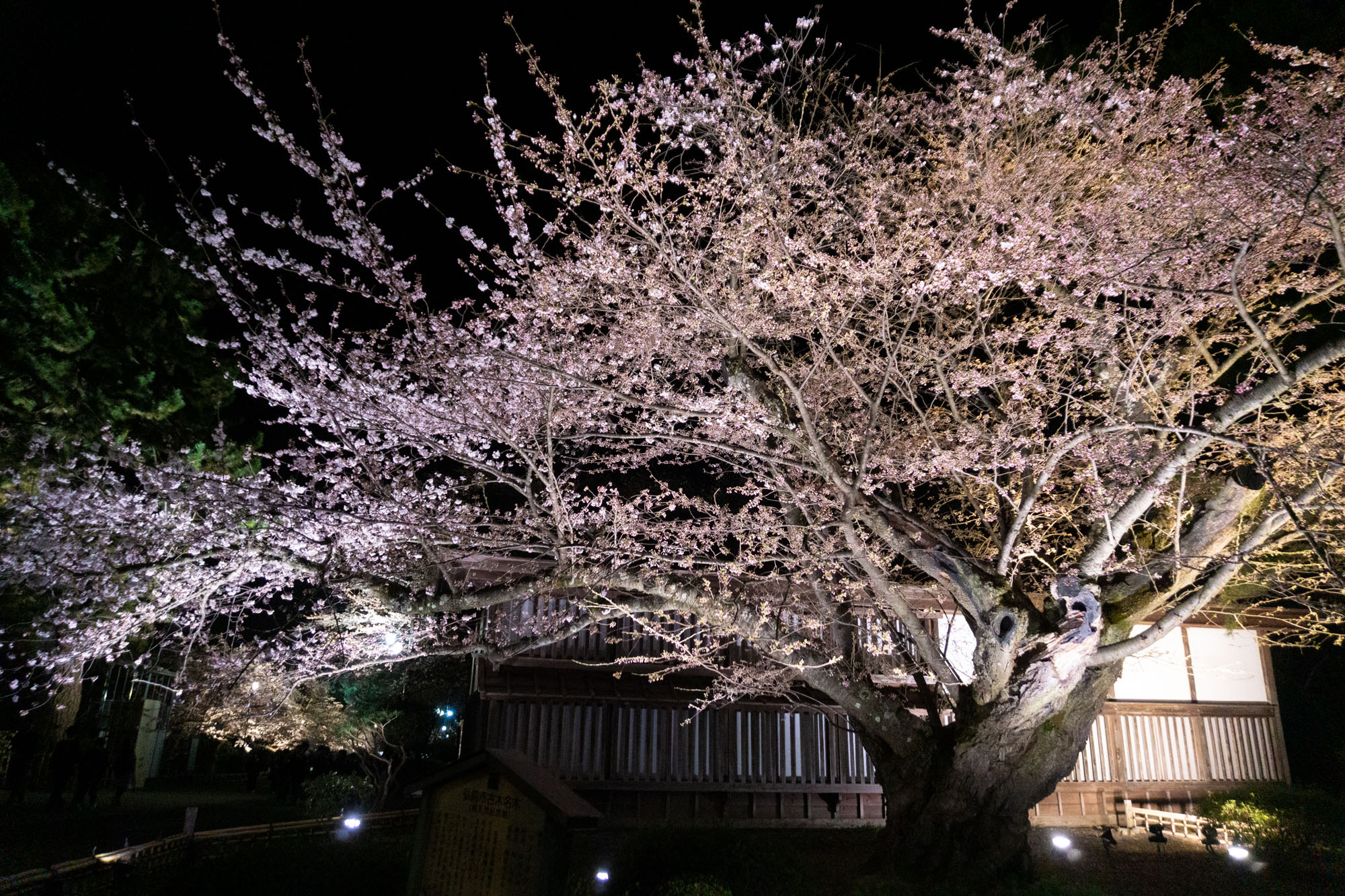 弘前公園本丸、2026年4月15日撮影