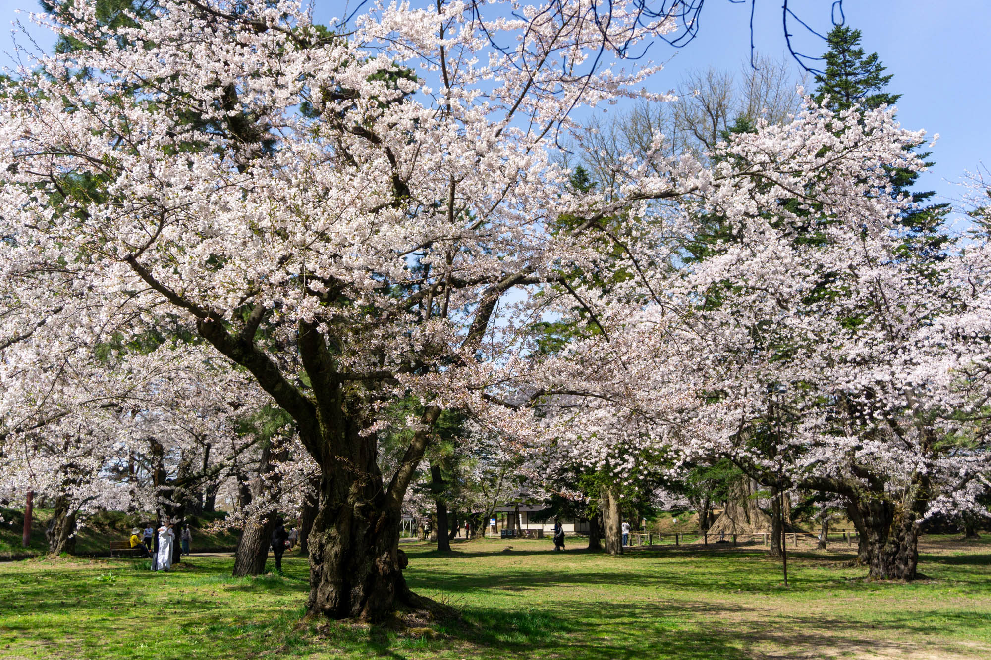 2026年4月17日、弘前公園西の郭