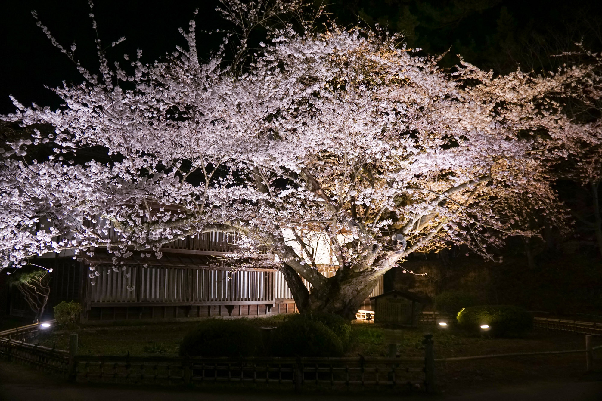 最高寿のソメイヨシノ