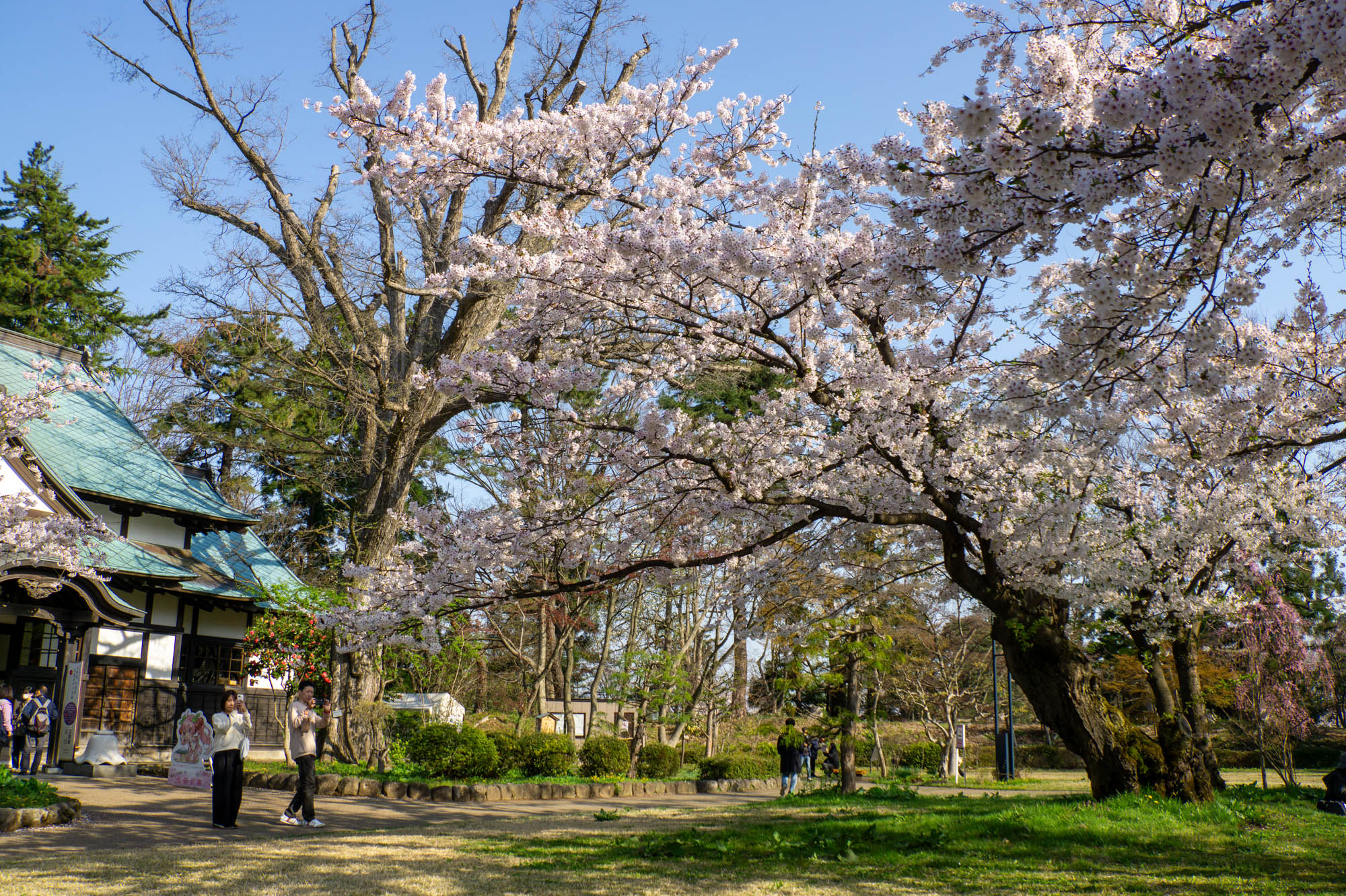 2026年4月19日、北の郭　園内標準木