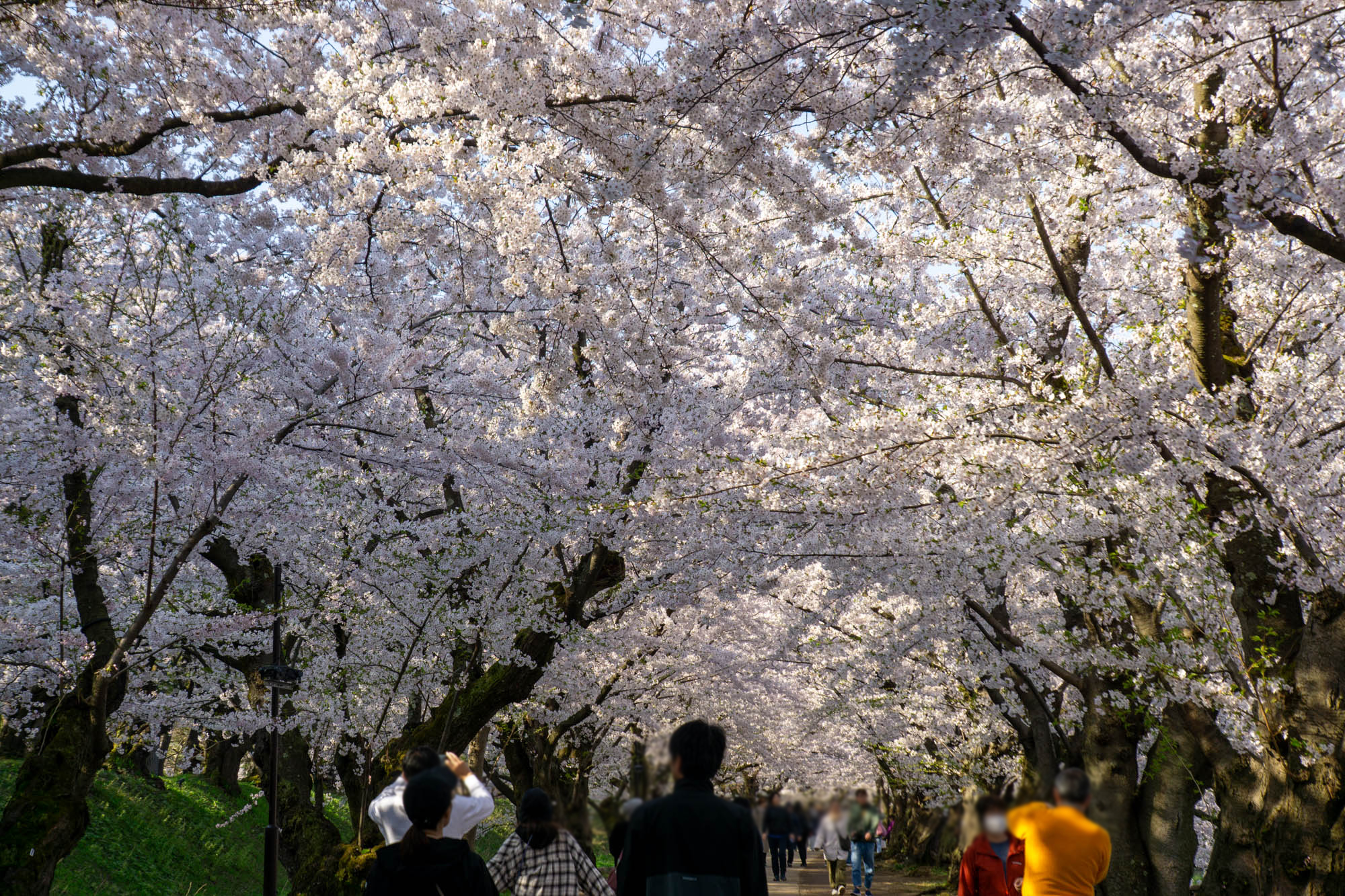 2026年4月19日、桜のトンネル
