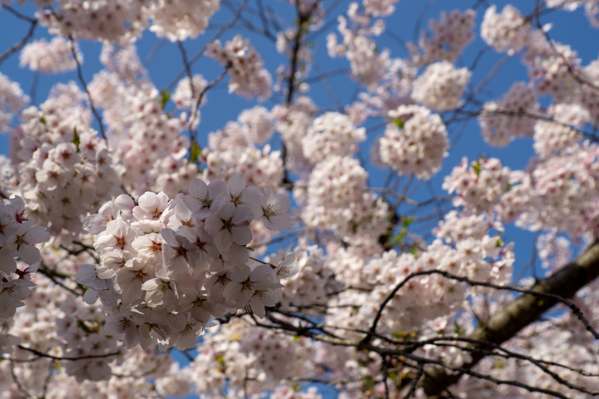 2026年4月19日、ソメイヨシノ