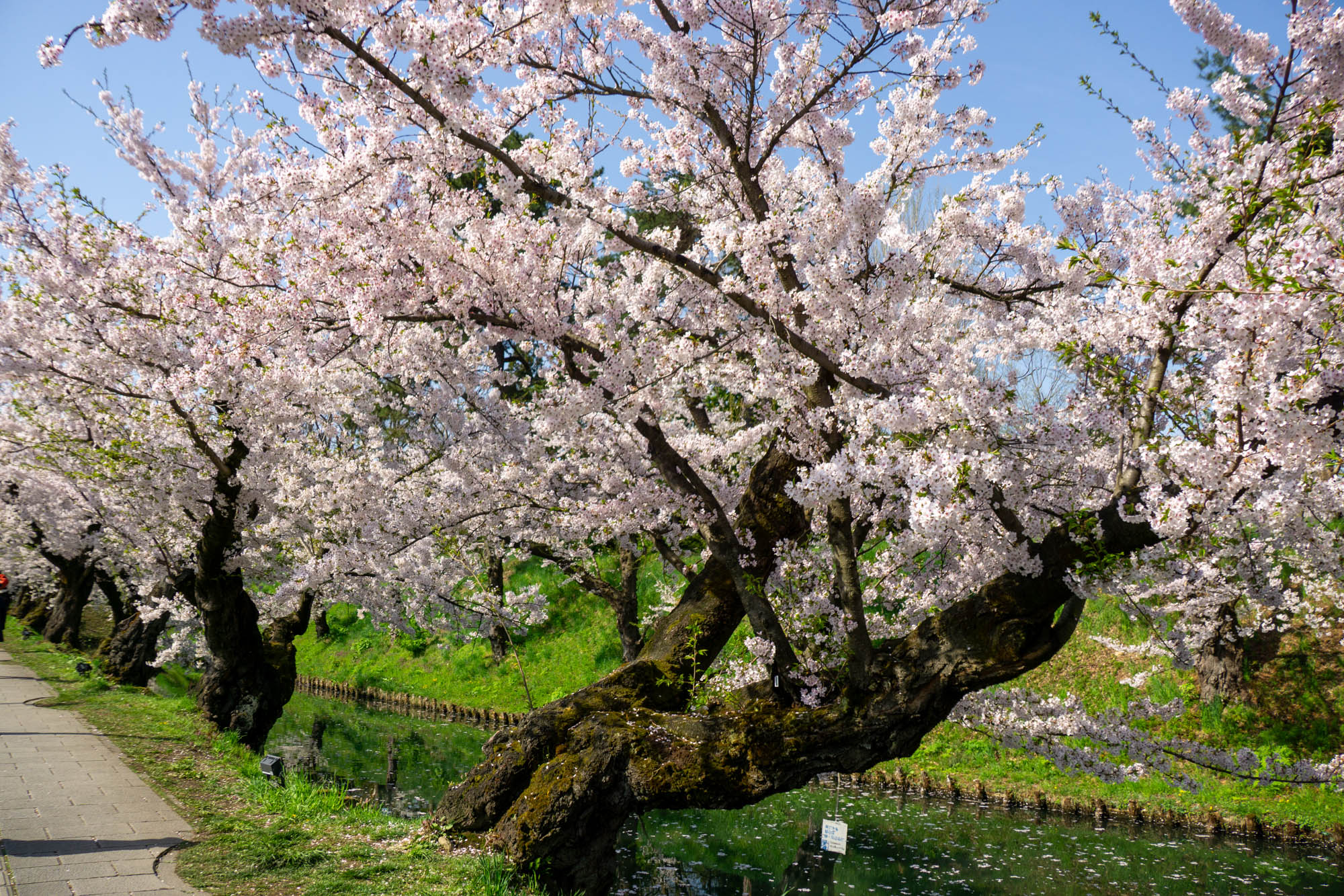 2026年4月19日、外濠（定点）