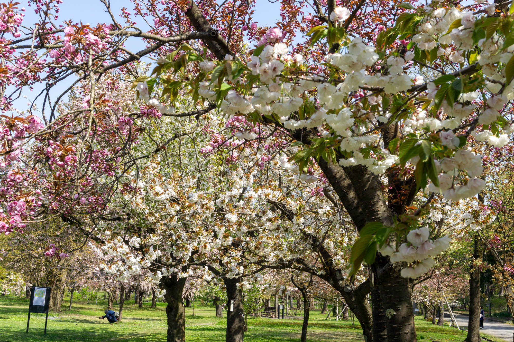 2026年4月26日、弘前城植物園