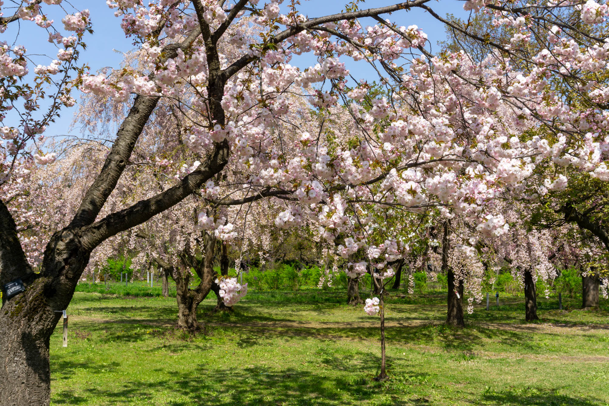 2026年4月26日、弘前城植物園