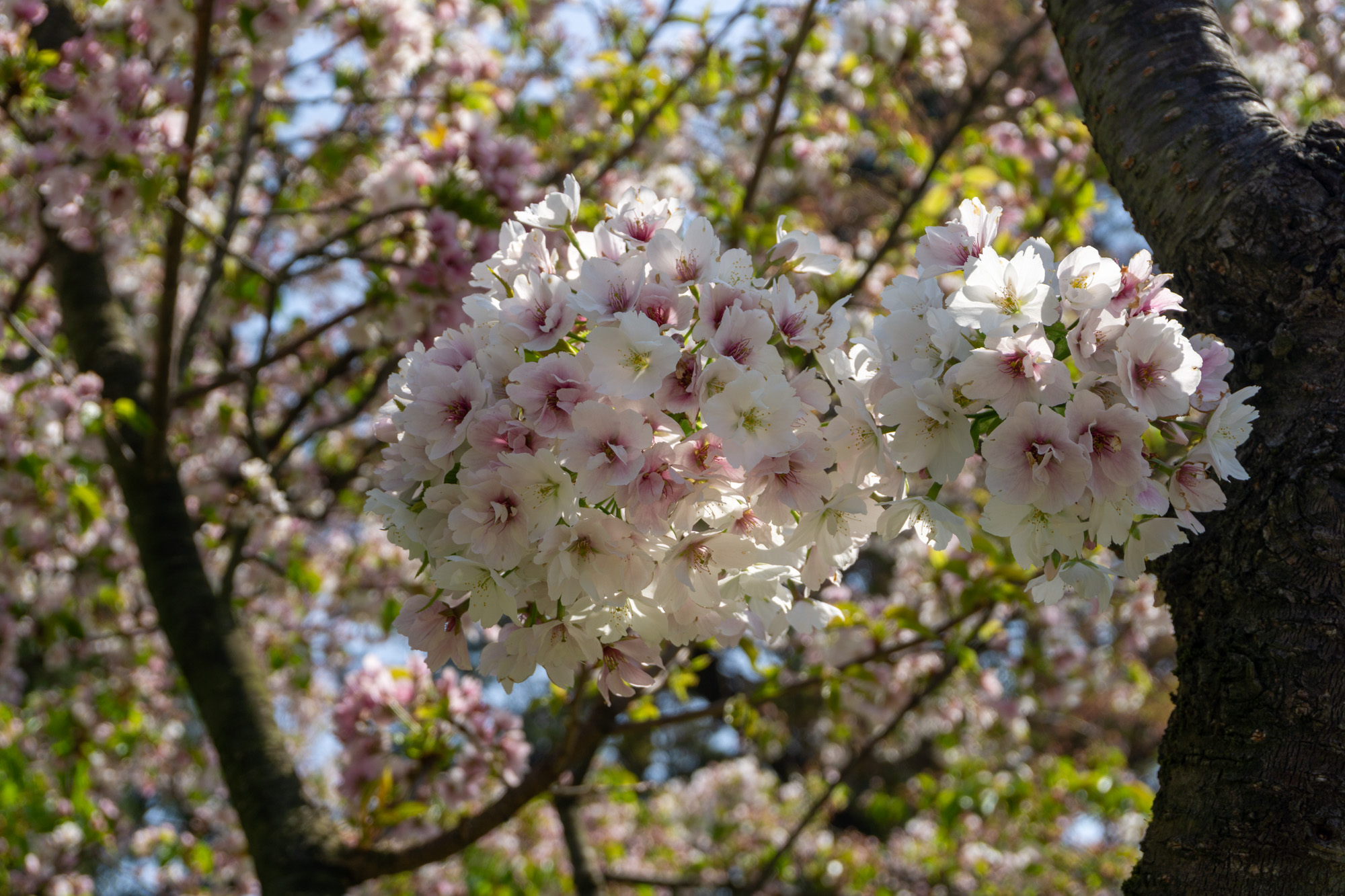 2026年4月26日、弘前城植物園