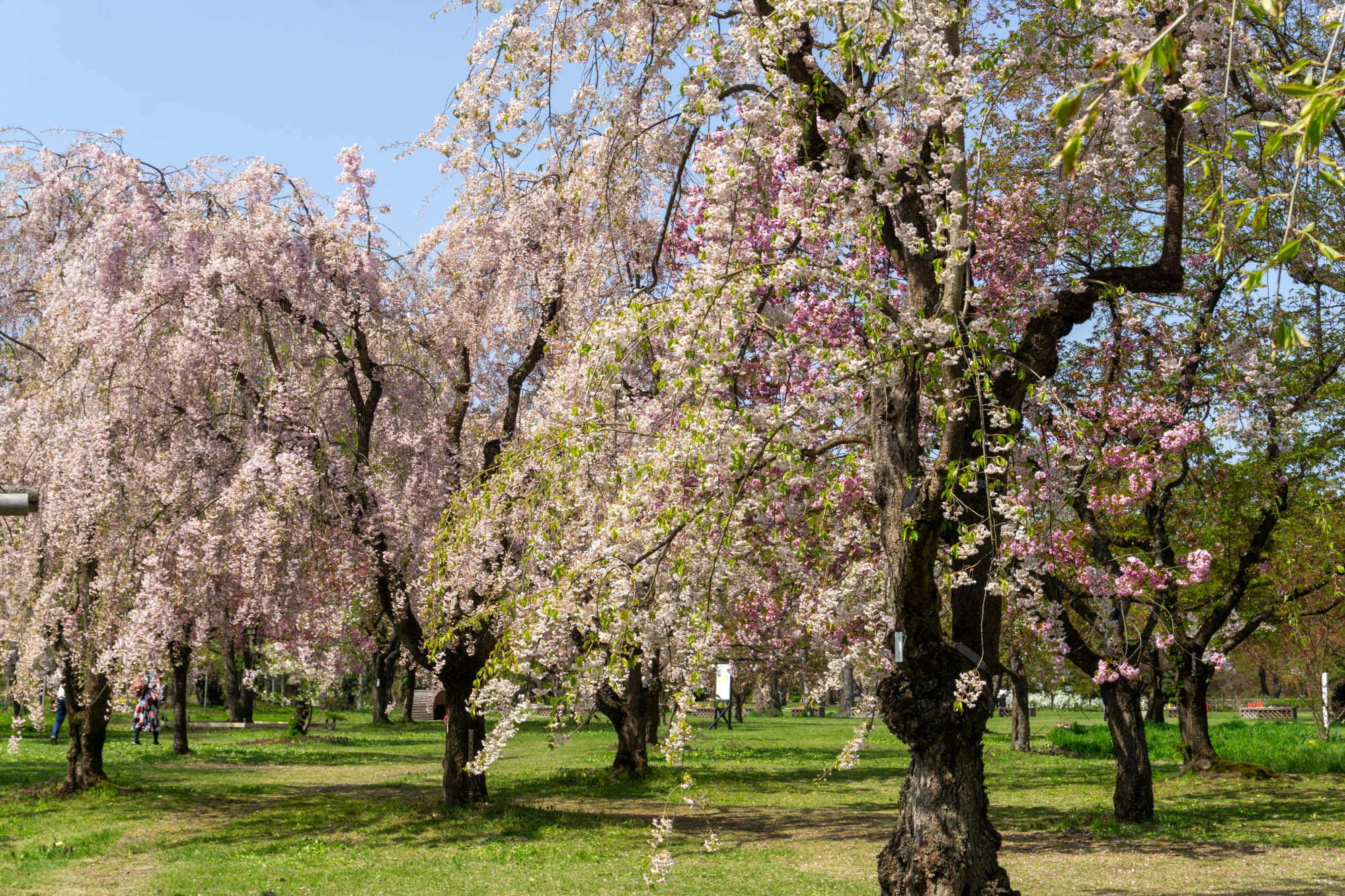 2026年4月26日、弘前城植物園