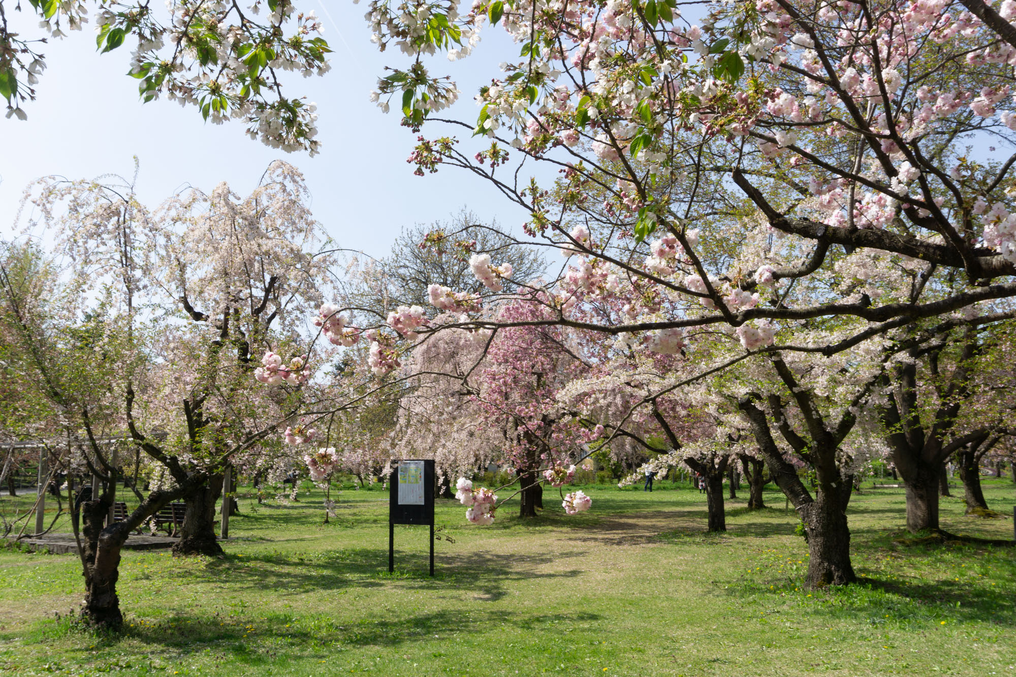 2026年4月26日、弘前城植物園