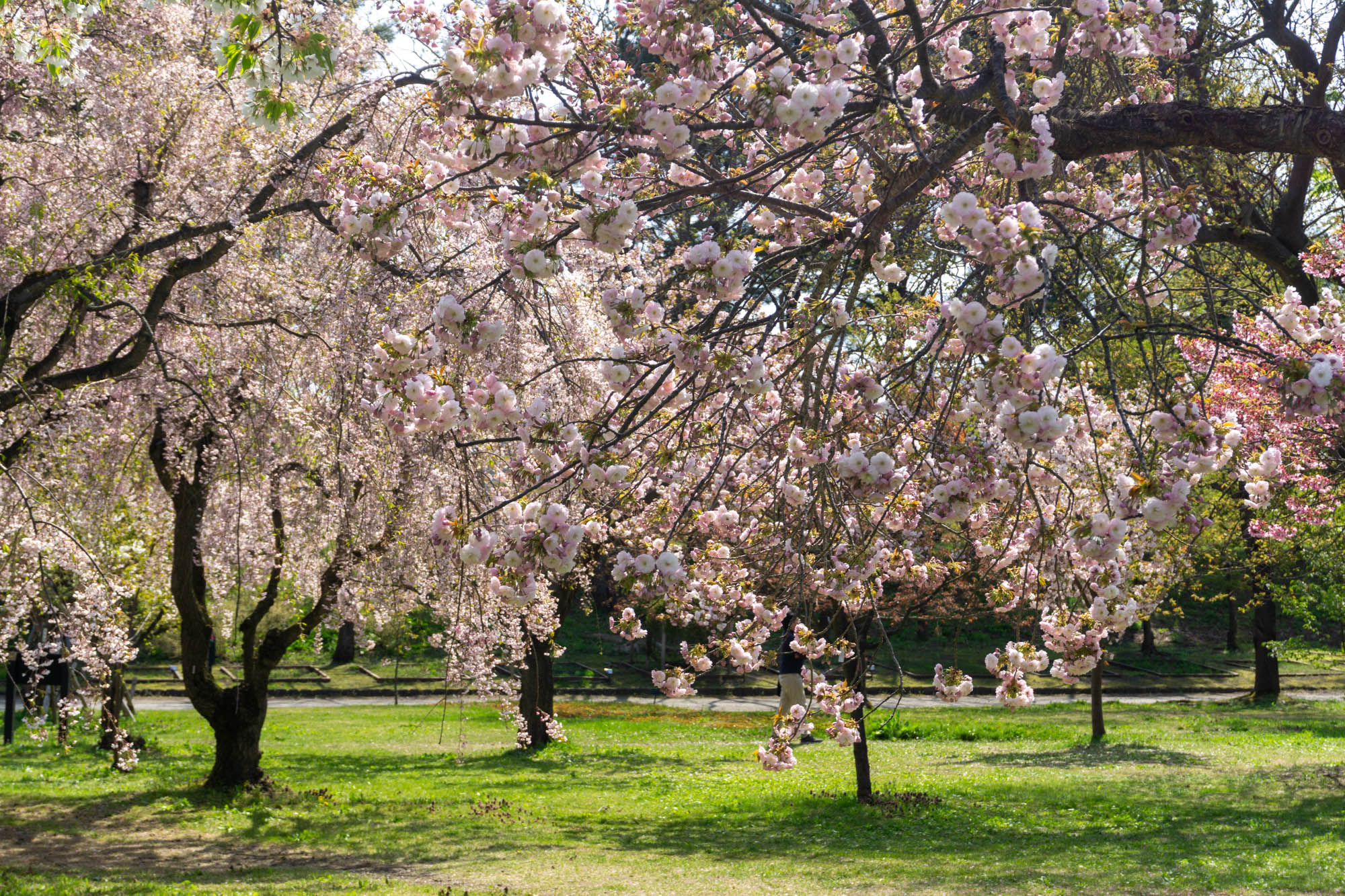 2026年4月26日、弘前城植物園