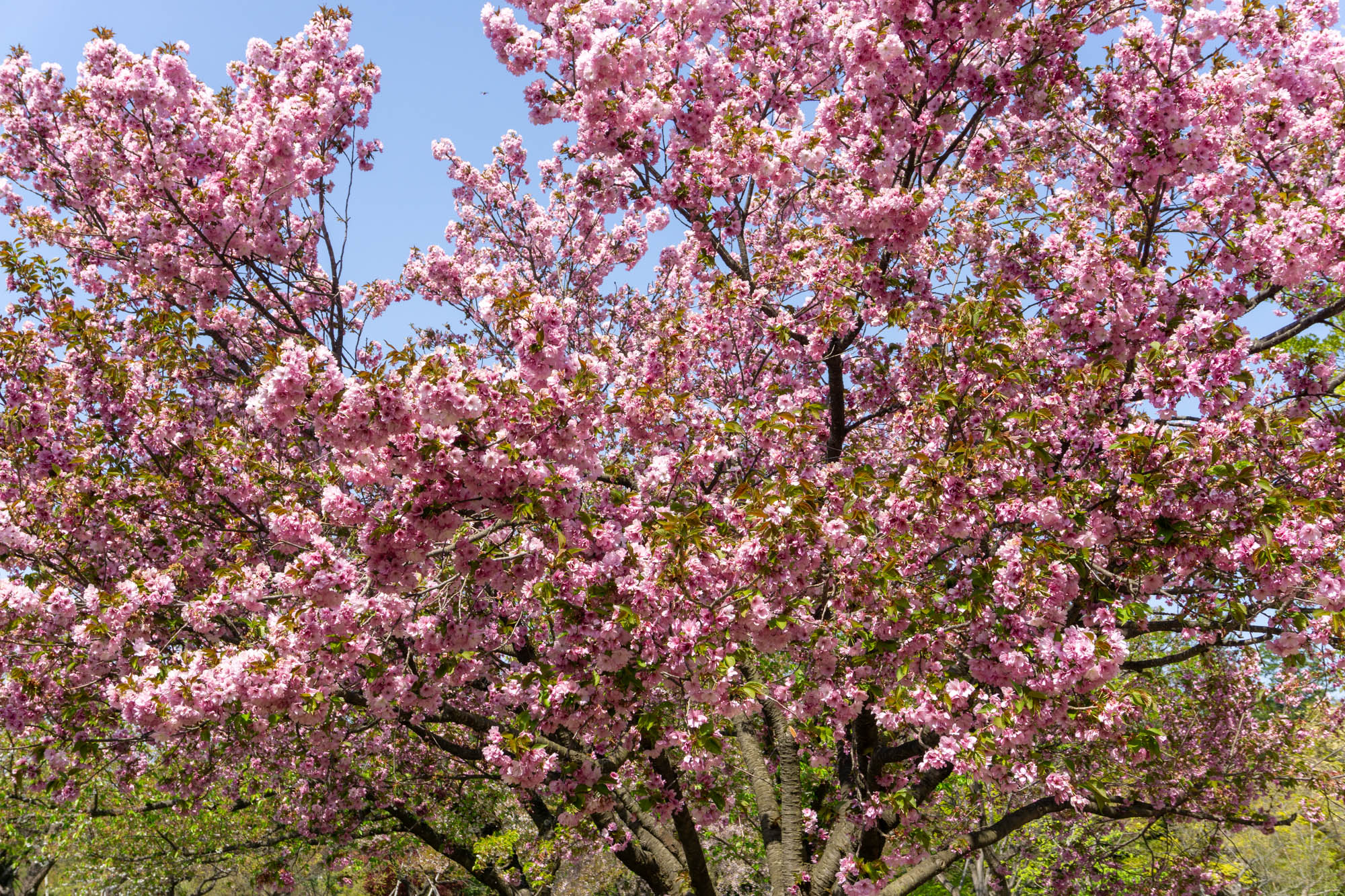 2026年4月26日、弘前城植物園