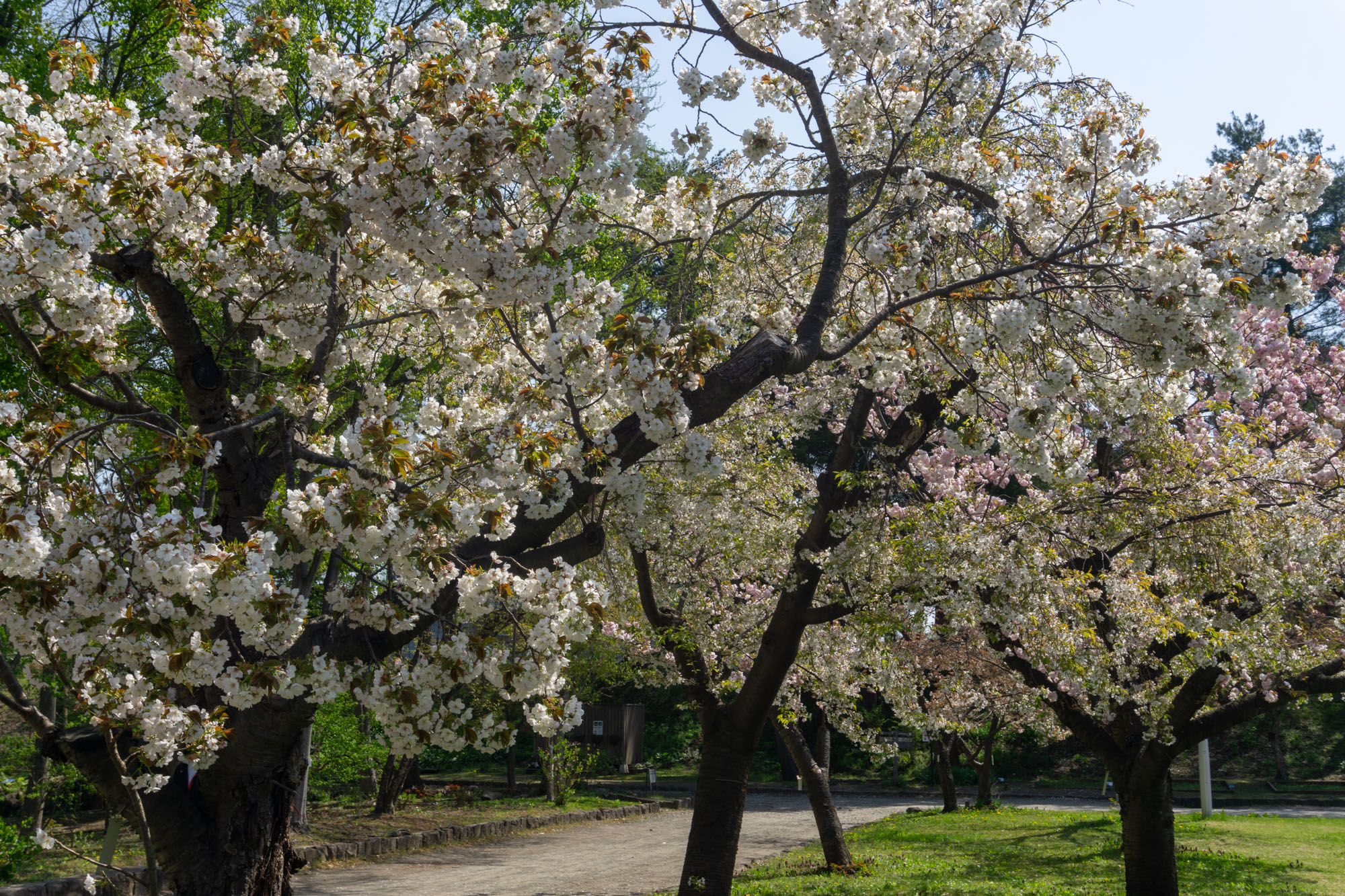2026年4月26日、弘前城植物園