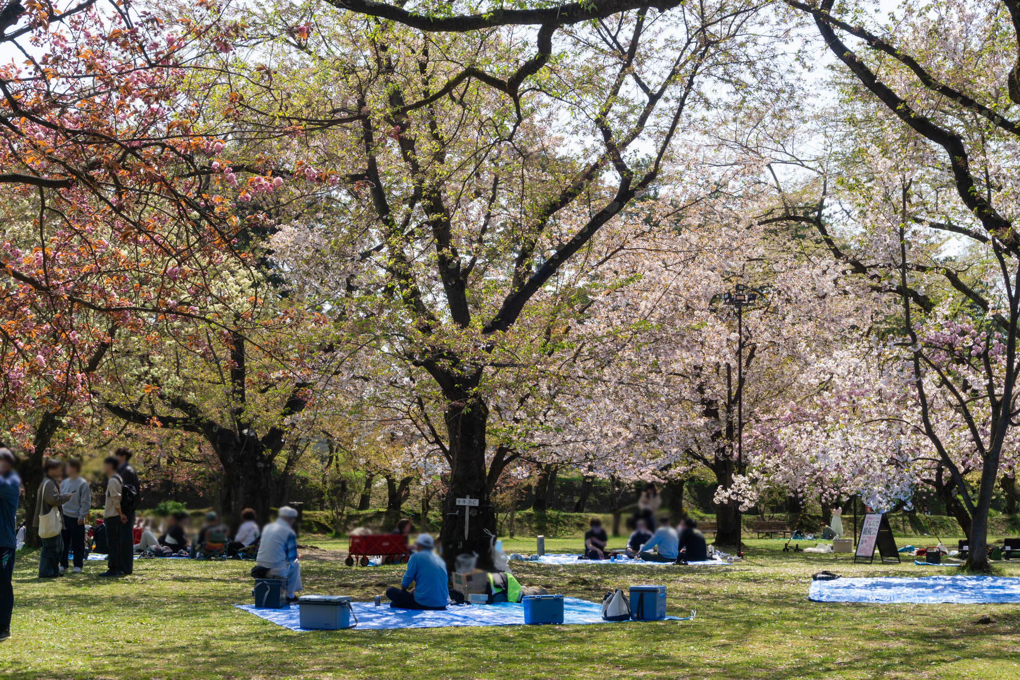 2026年4月26日、ピクニック広場