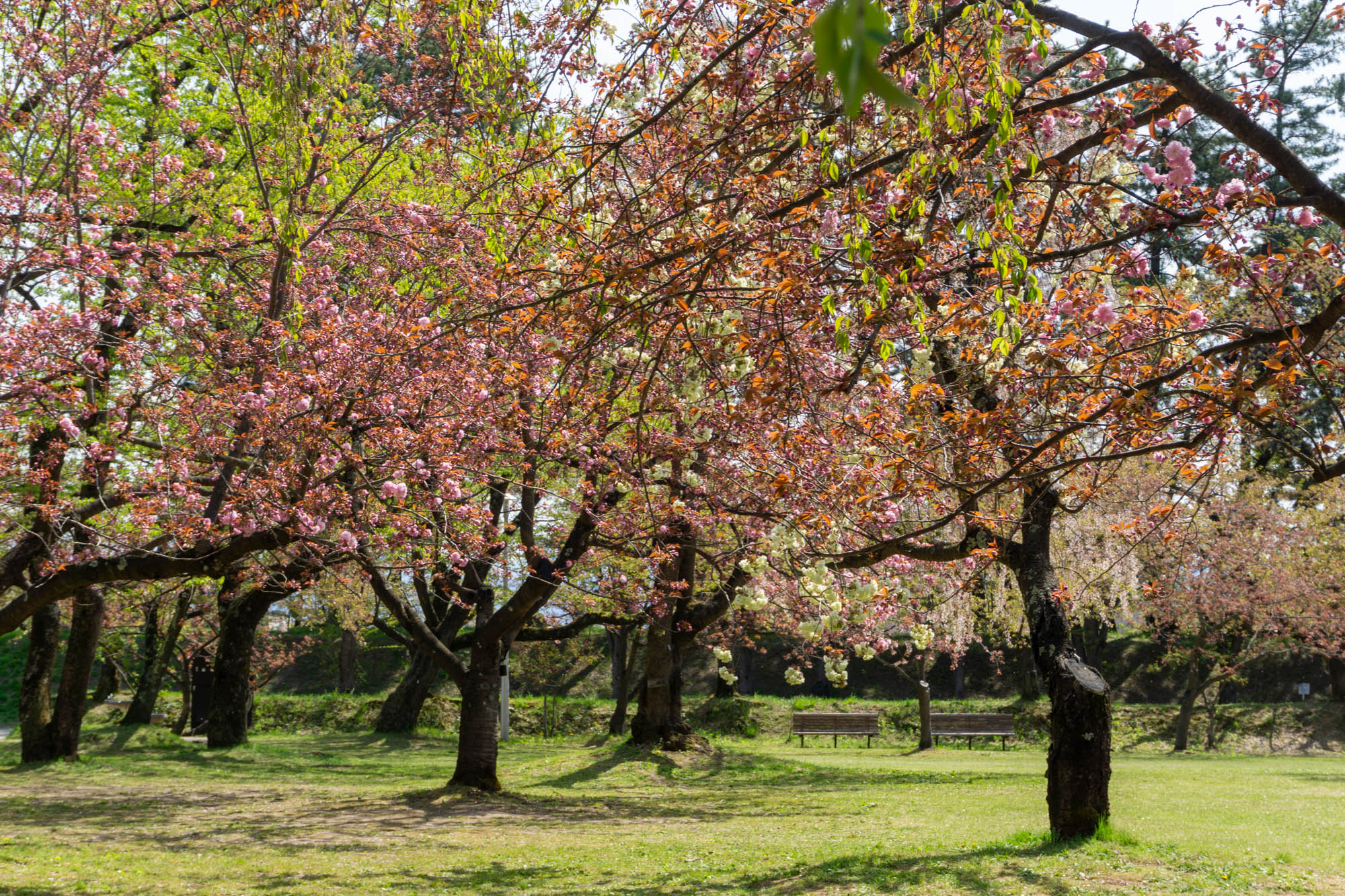 2026年4月26日、ピクニック広場