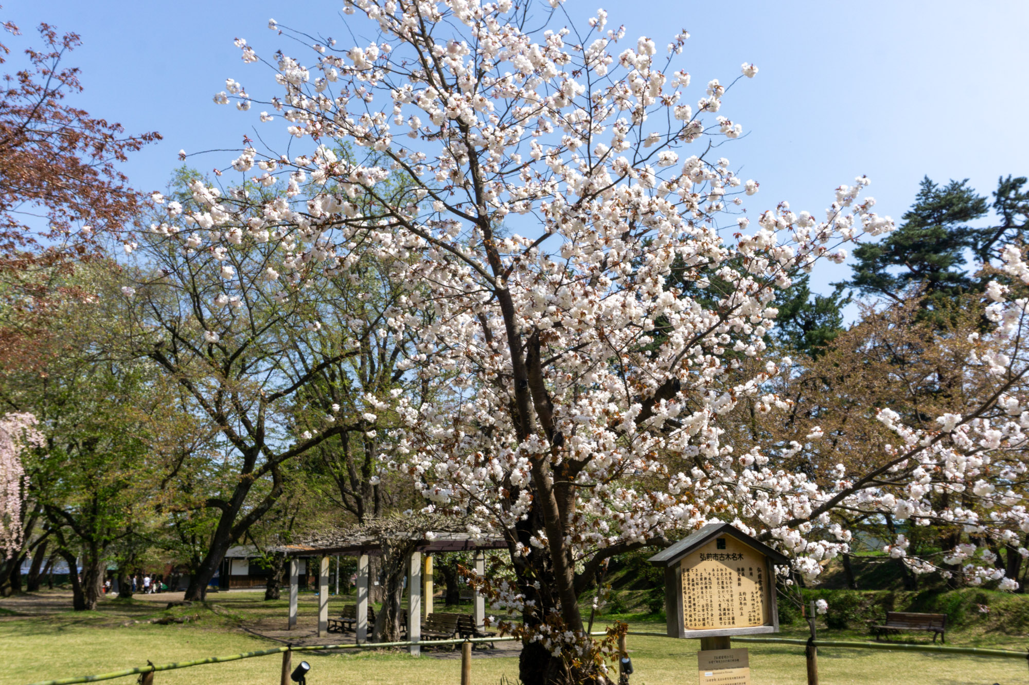 2026年4月26日、弘前雪明かり