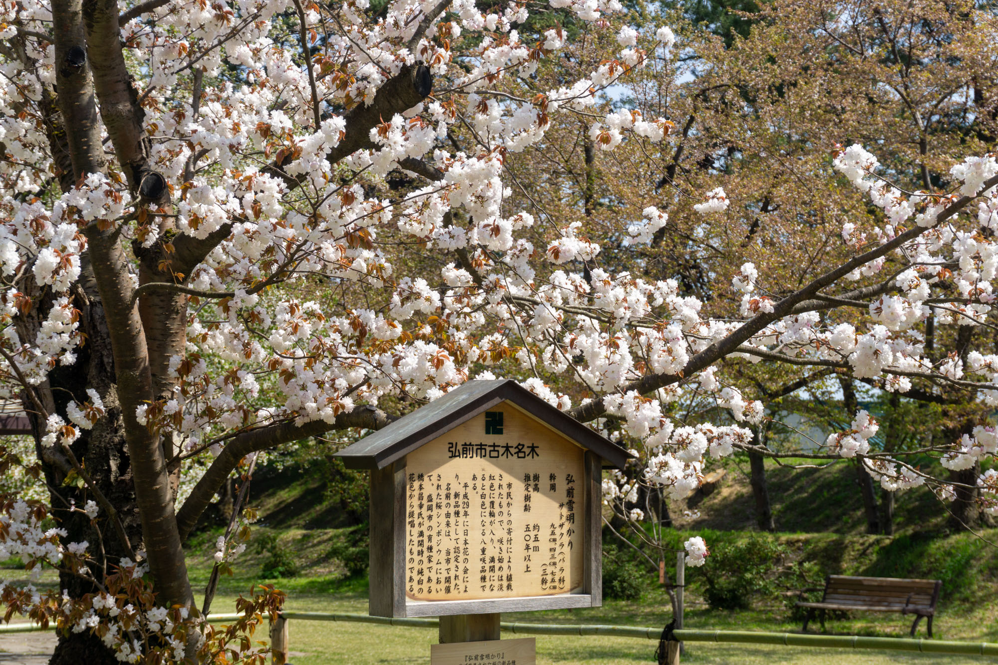 2026年4月26日、弘前雪明かり