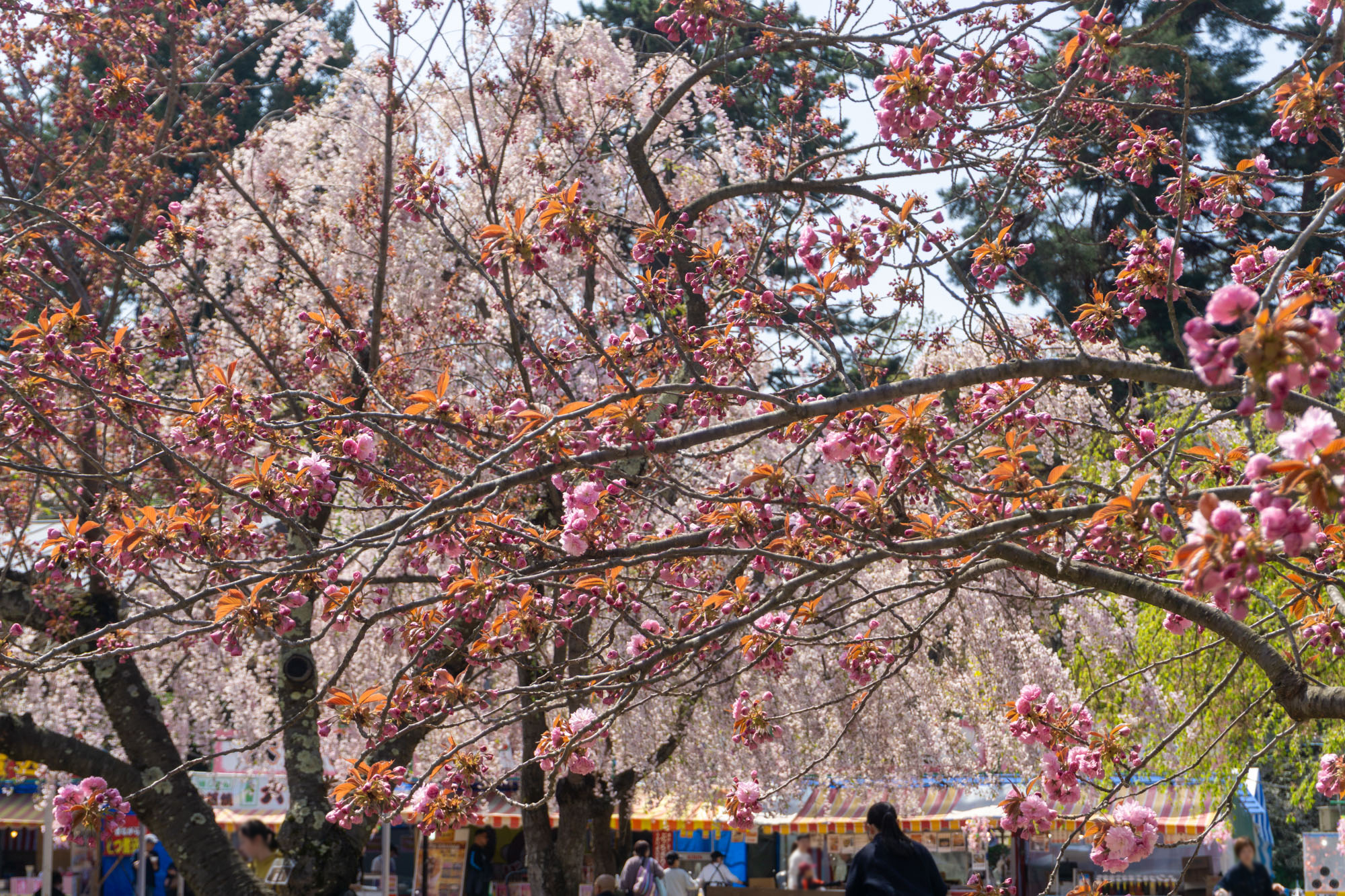 2026年4月26日、四の丸　関山