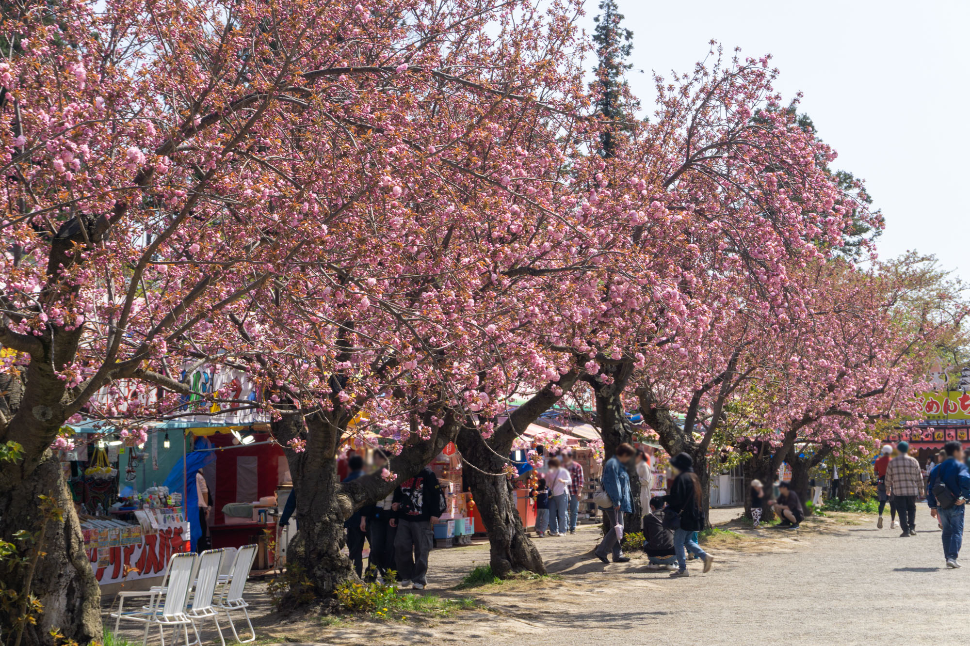 2026年4月26日、四の丸　関山