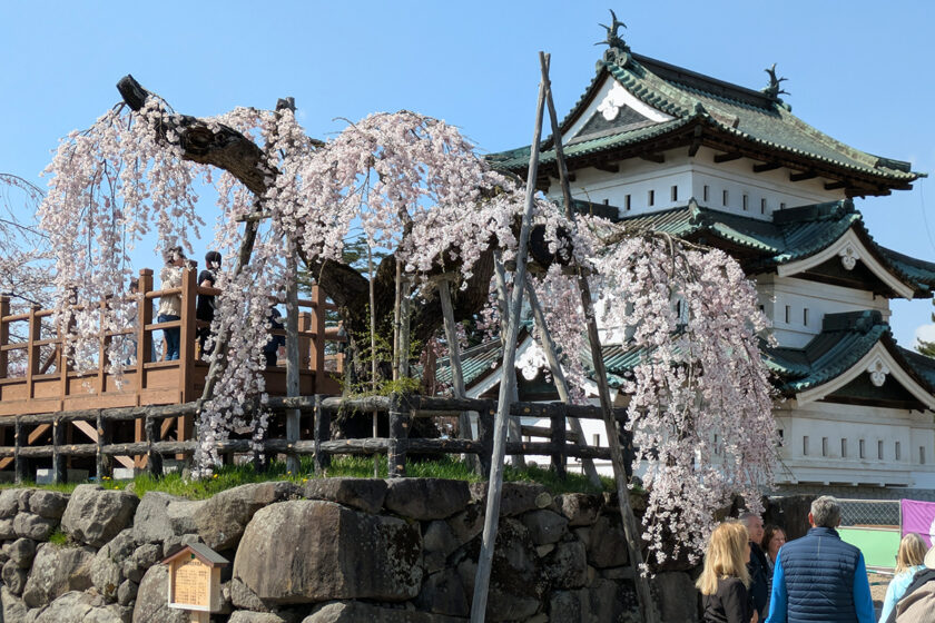 2026年4月13日、弘前公園・本丸の弘前枝垂れ