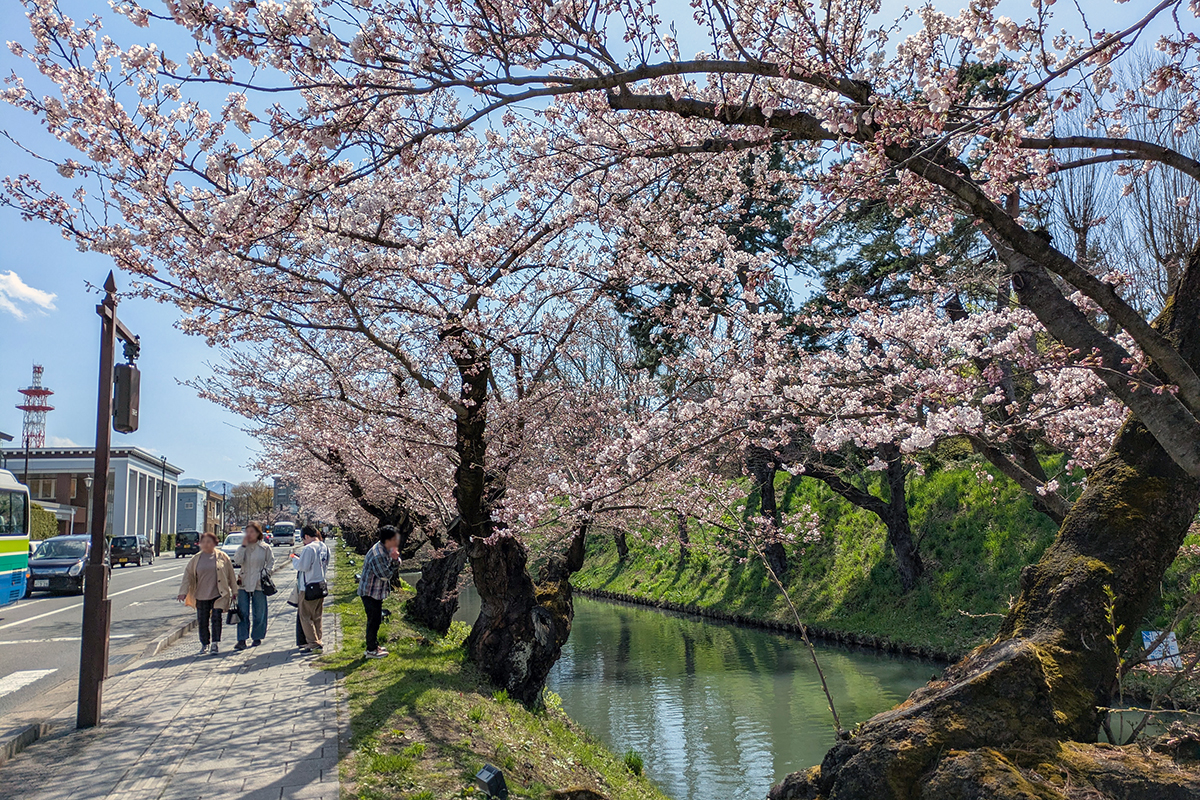 弘前公園 桜定点観測 2026】4月13日 -外濠のソメイヨシノの桜の様子 弘前公園 桜定点観測 2026】4月13日 -外濠のソメイヨシノの桜の様子