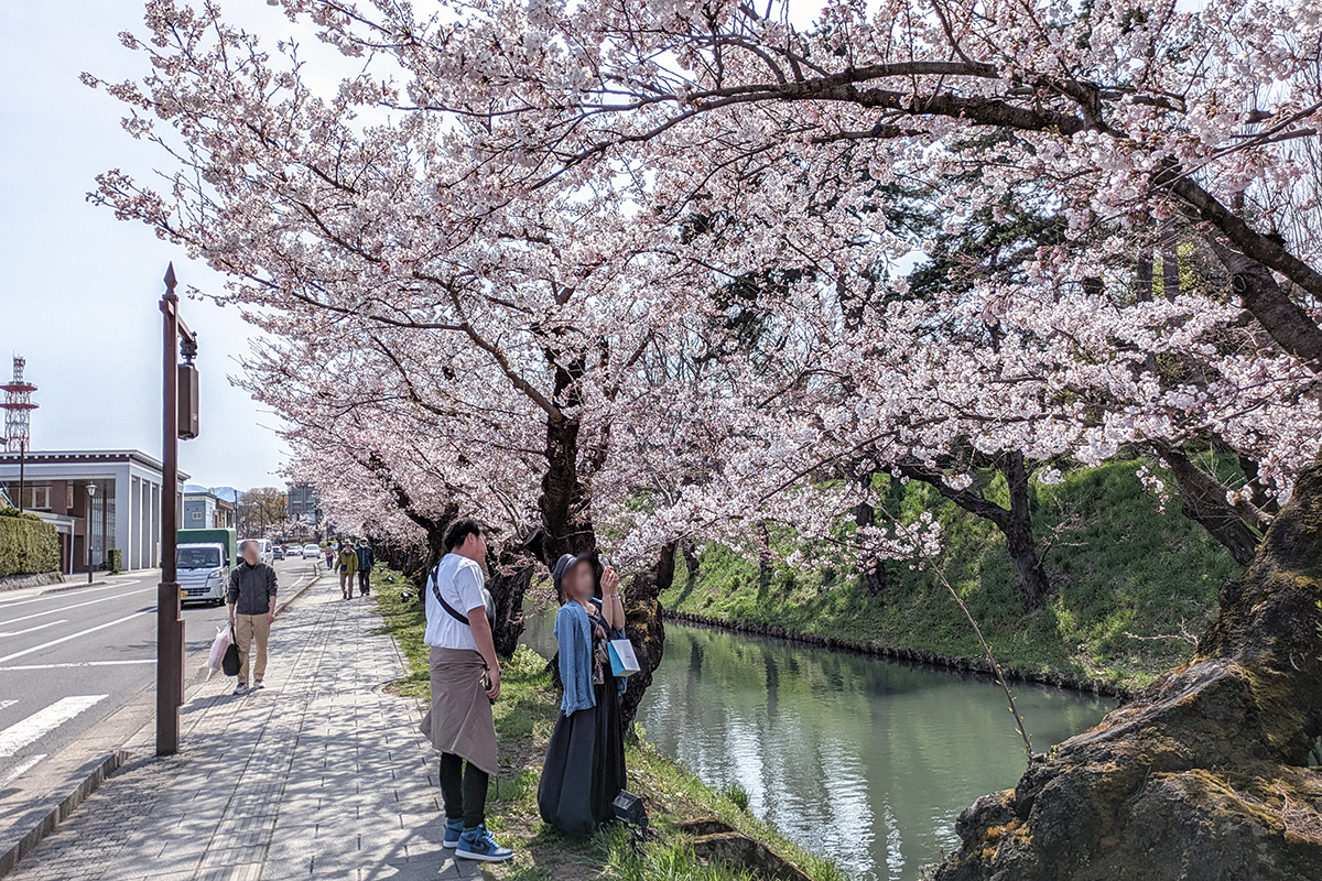 2026年4月14日、弘前公園外濠のソメイヨシノ並木