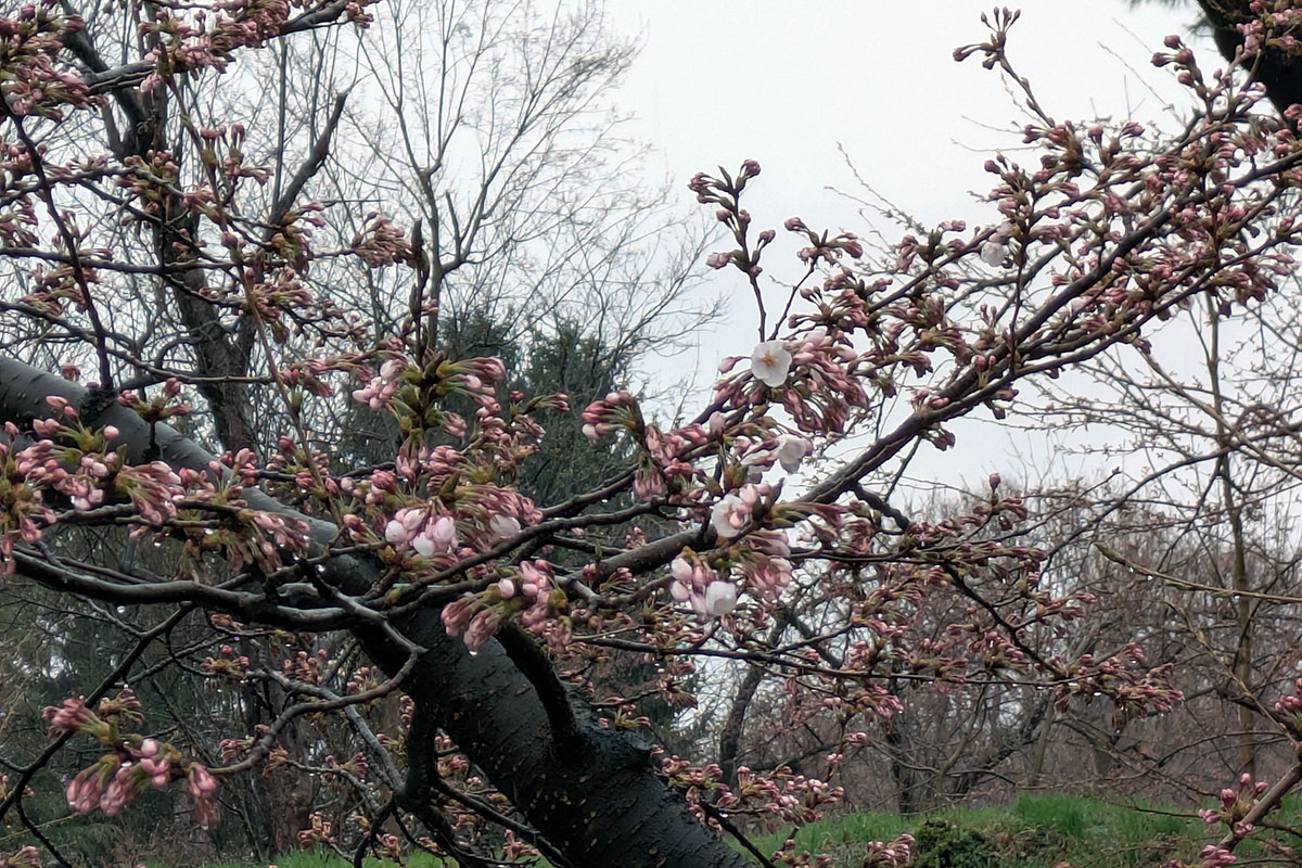 2026年4月10日、弘前公園外濠（南側）のソメイヨシノ