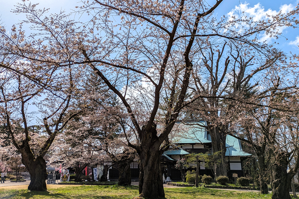 2026】4月13日 弘前公園北の郭・園内標準木のソメイヨシノ、園内の様子