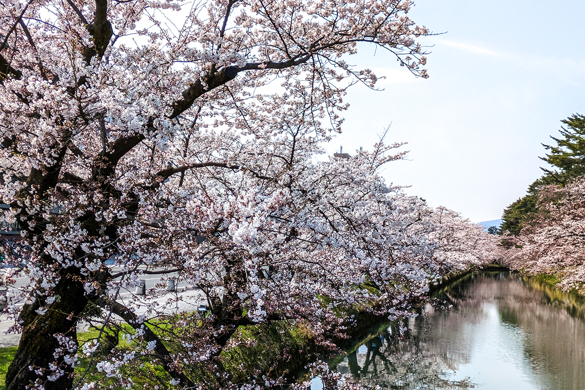 2026年4月14日、弘前公園外濠（市役所交差点）のソメイヨシノ