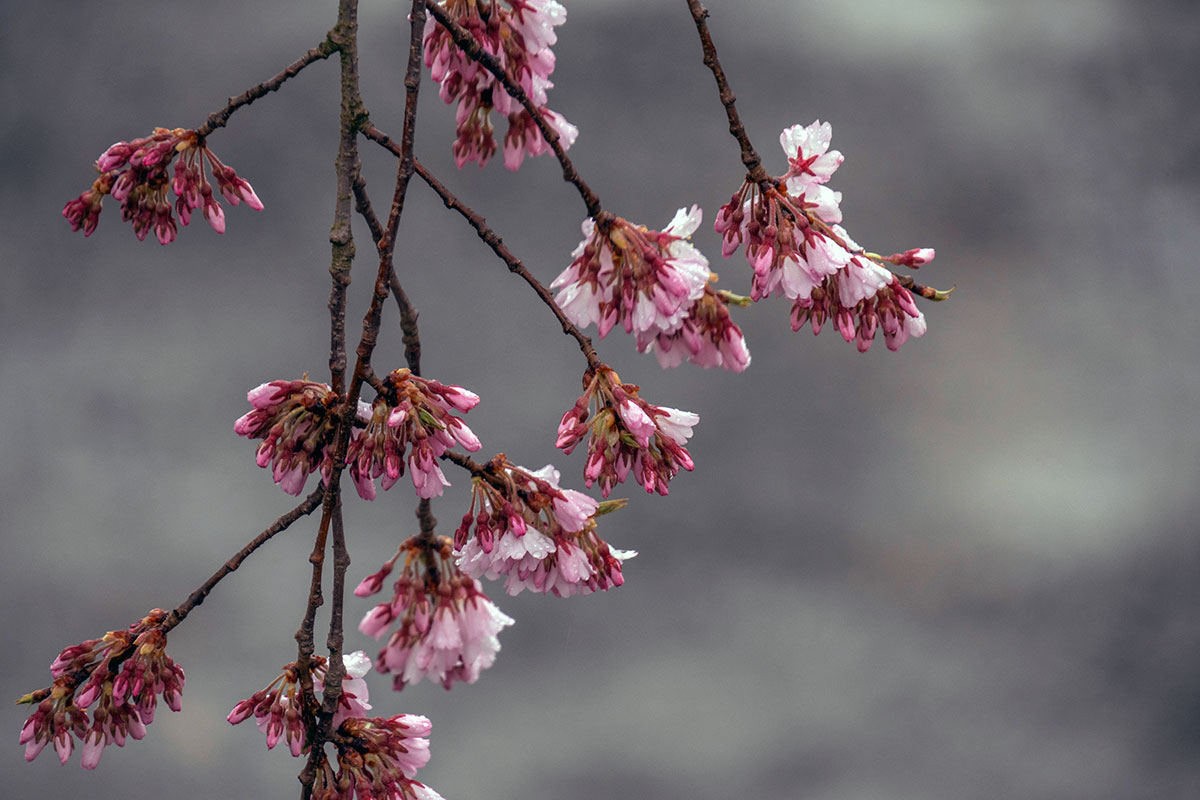 2026年4月7日の弘前枝垂れの花