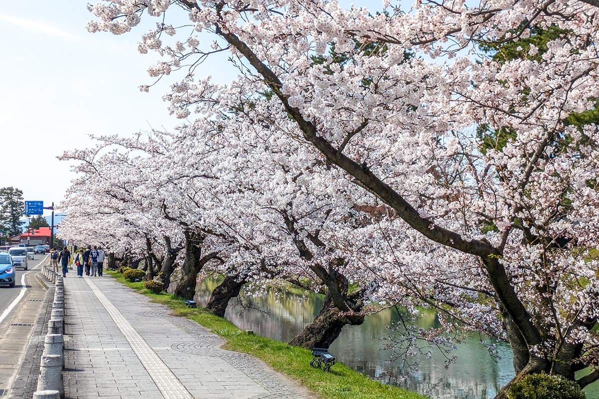 2026年4月14日、弘前公園外濠（市役所前）のソメイヨシノ