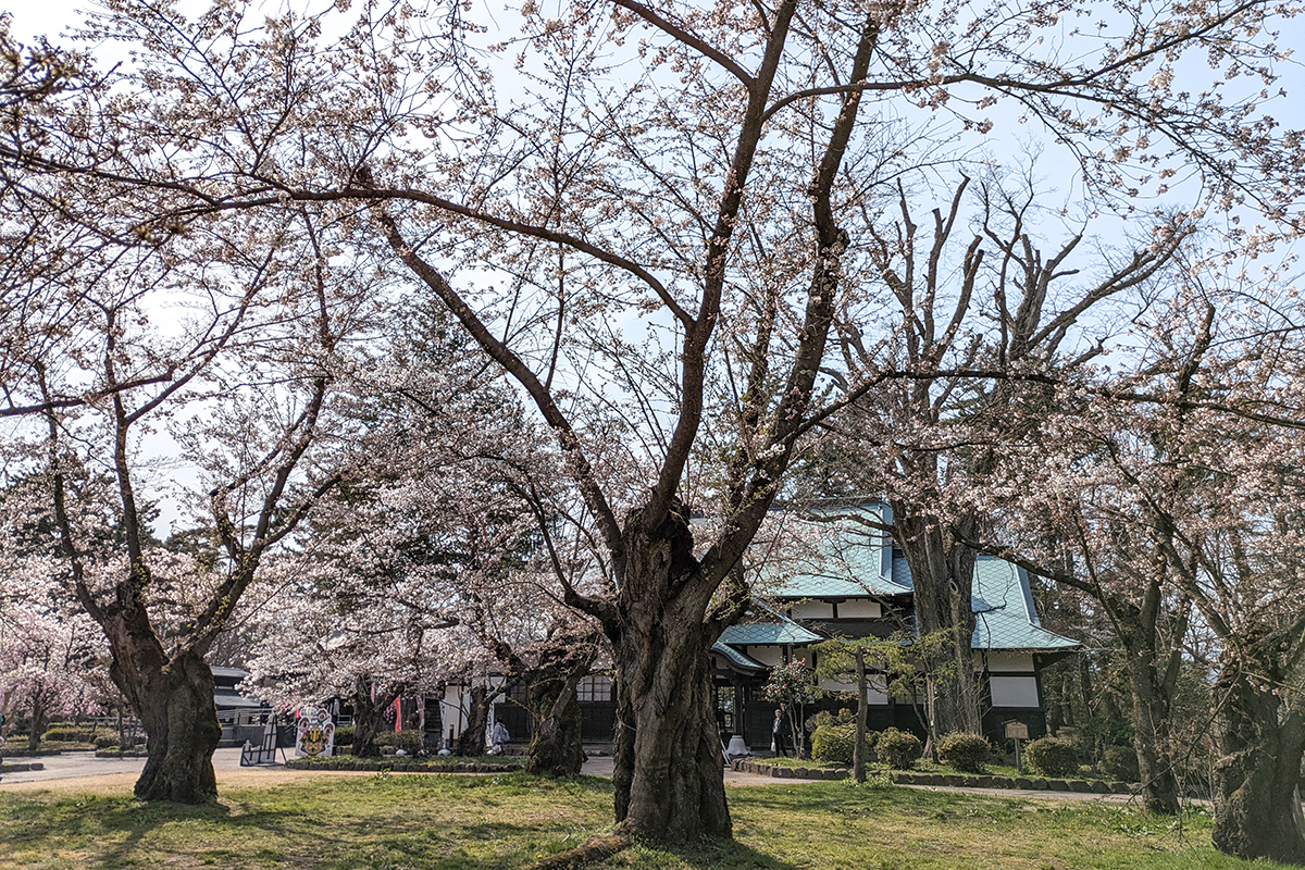 2026】4月14日 弘前公園北の郭・園内標準木のソメイヨシノ、園内の様子