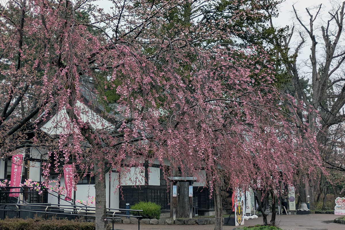 2026年4月10日、弘前公園北の郭のシダレザクラ
