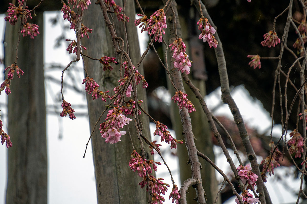2026年4月7日の弘前枝垂れの花