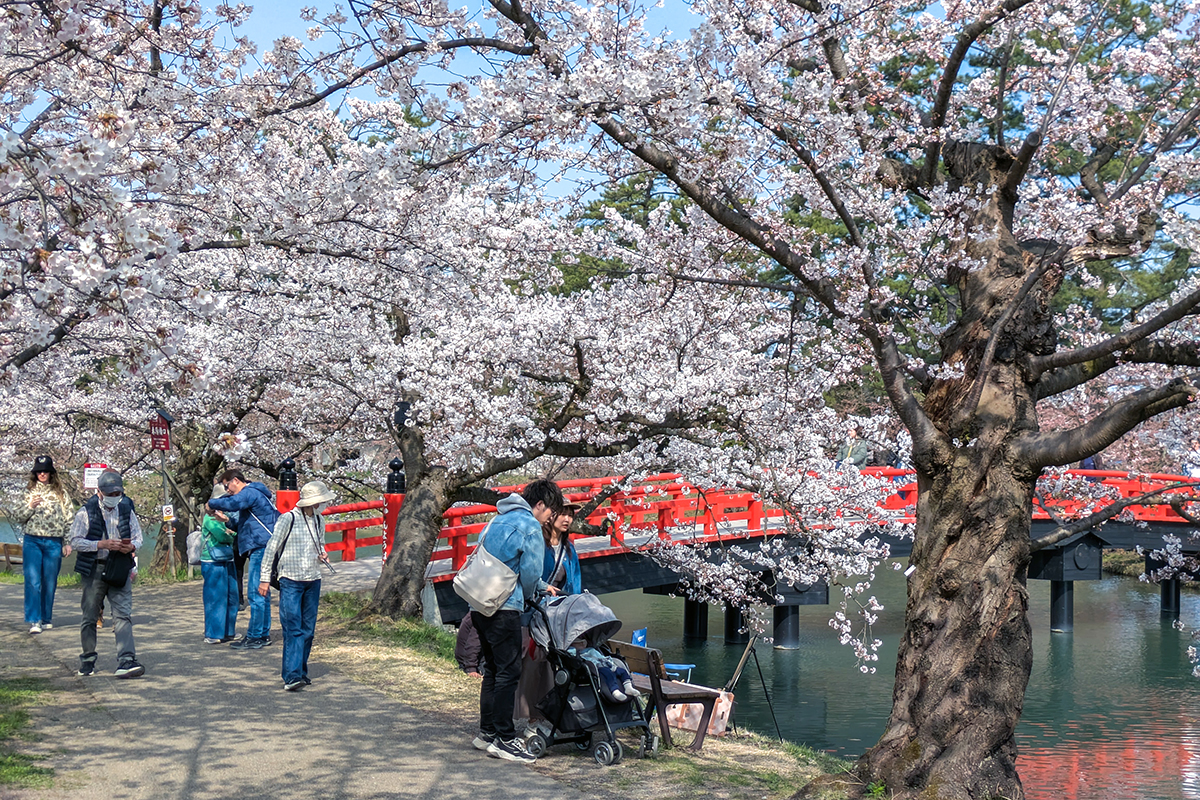 【22万円から、お正月特価に値下げしました。】流木？のオブジェ/花立/その他 東京・木場公園】咲き誇る桜と光り輝く立体花壇。高さ3.5m「角材の