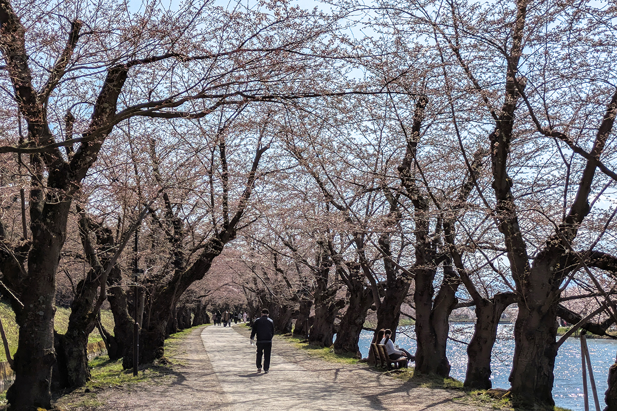 2026年4月13日、弘前公園の西濠・桜のトンネル