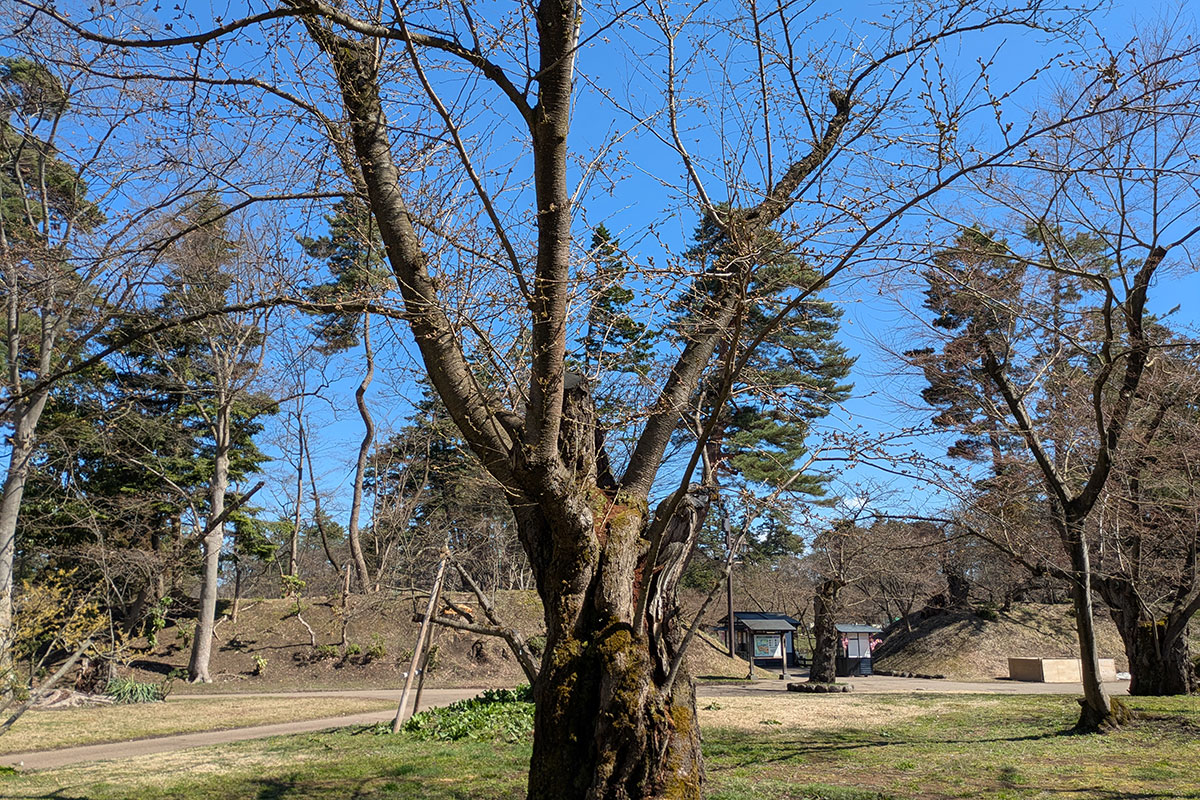 2026年4月8日、弘前公園北の郭・園内標準木のソメイヨシノ